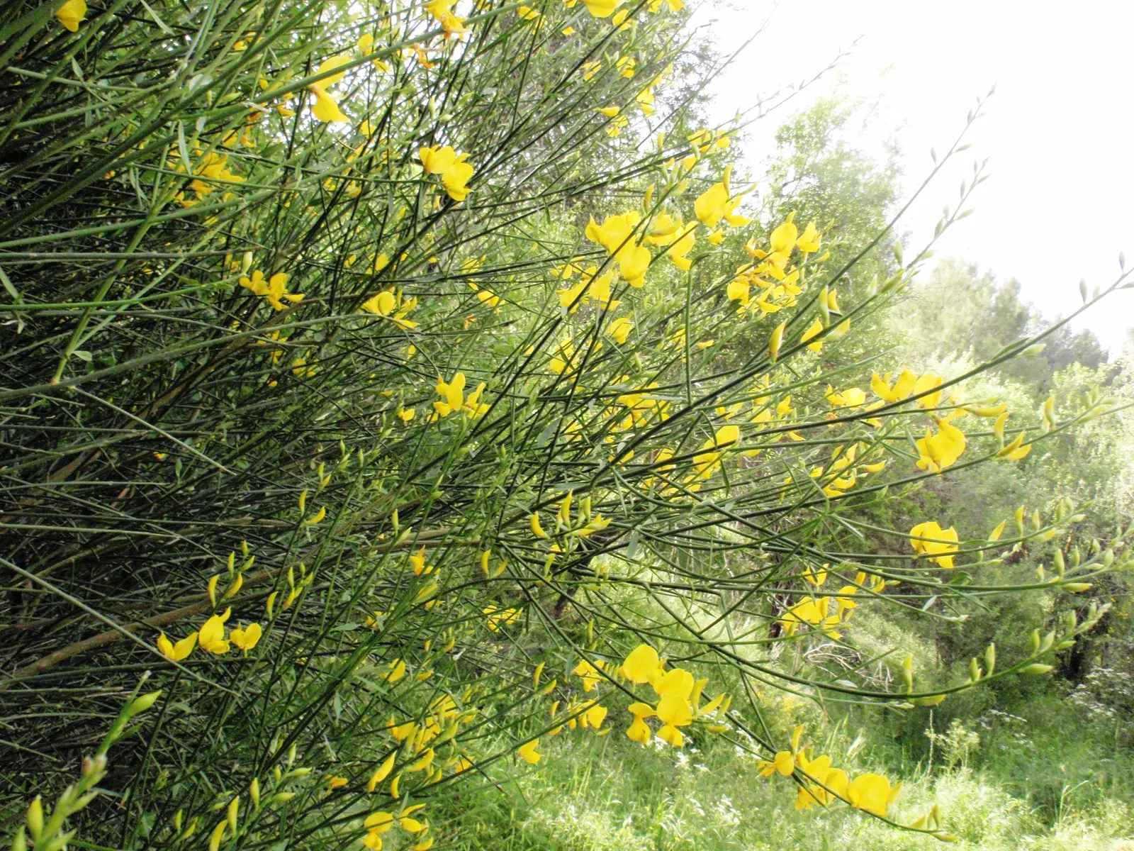 Spanish Broom (Spartium Junceum) — Spanish Broom requires little pruning and can withstand poor soil conditions and coastal sea spray; with a pH range of 6.0
