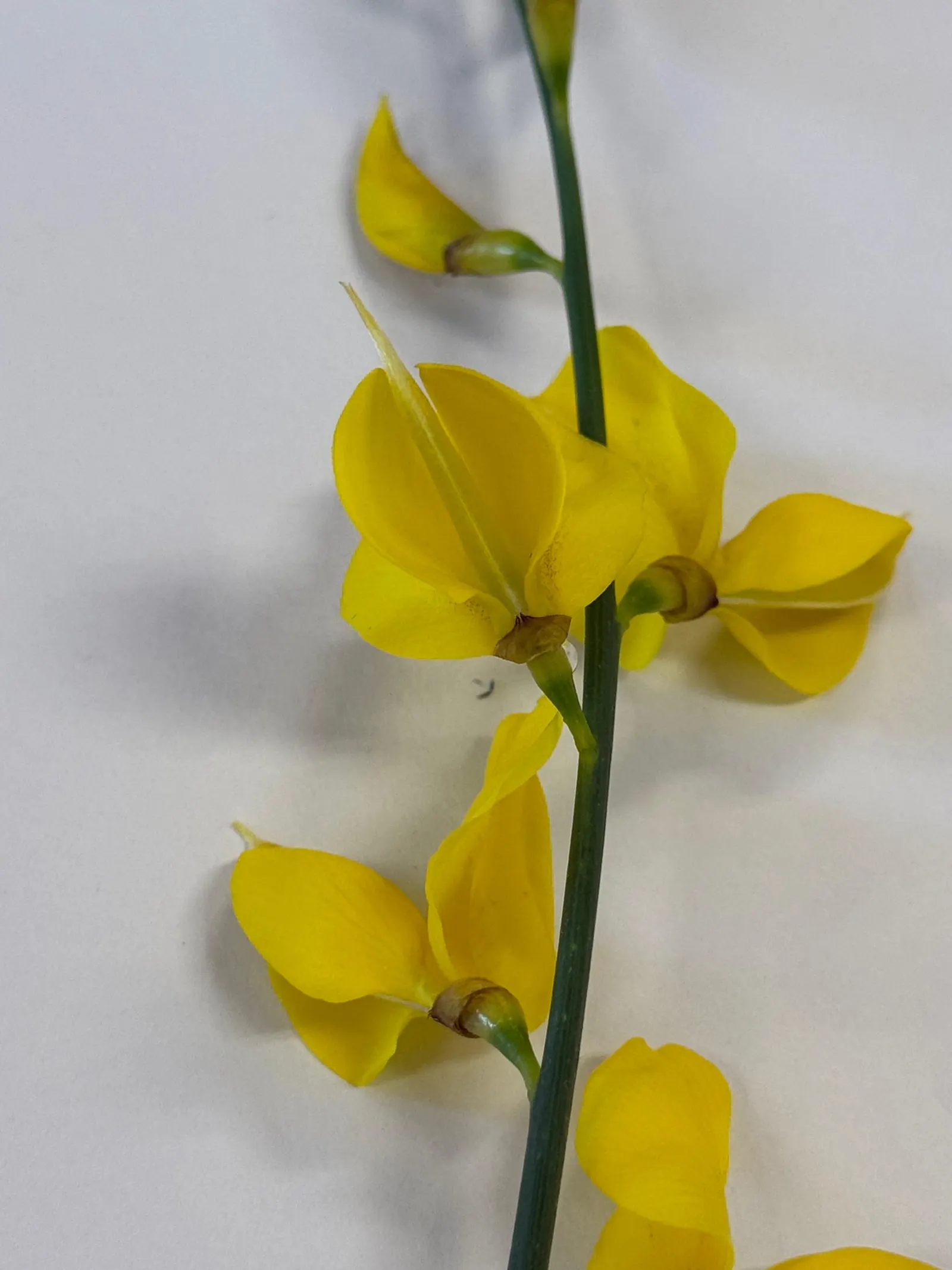 Spanish Broom (Spartium Junceum) — The Spanish Broom, or Spartium junceum, is a vigorous, evergreen shrub reaching heights of 6-10 feet; pea-like, image 70