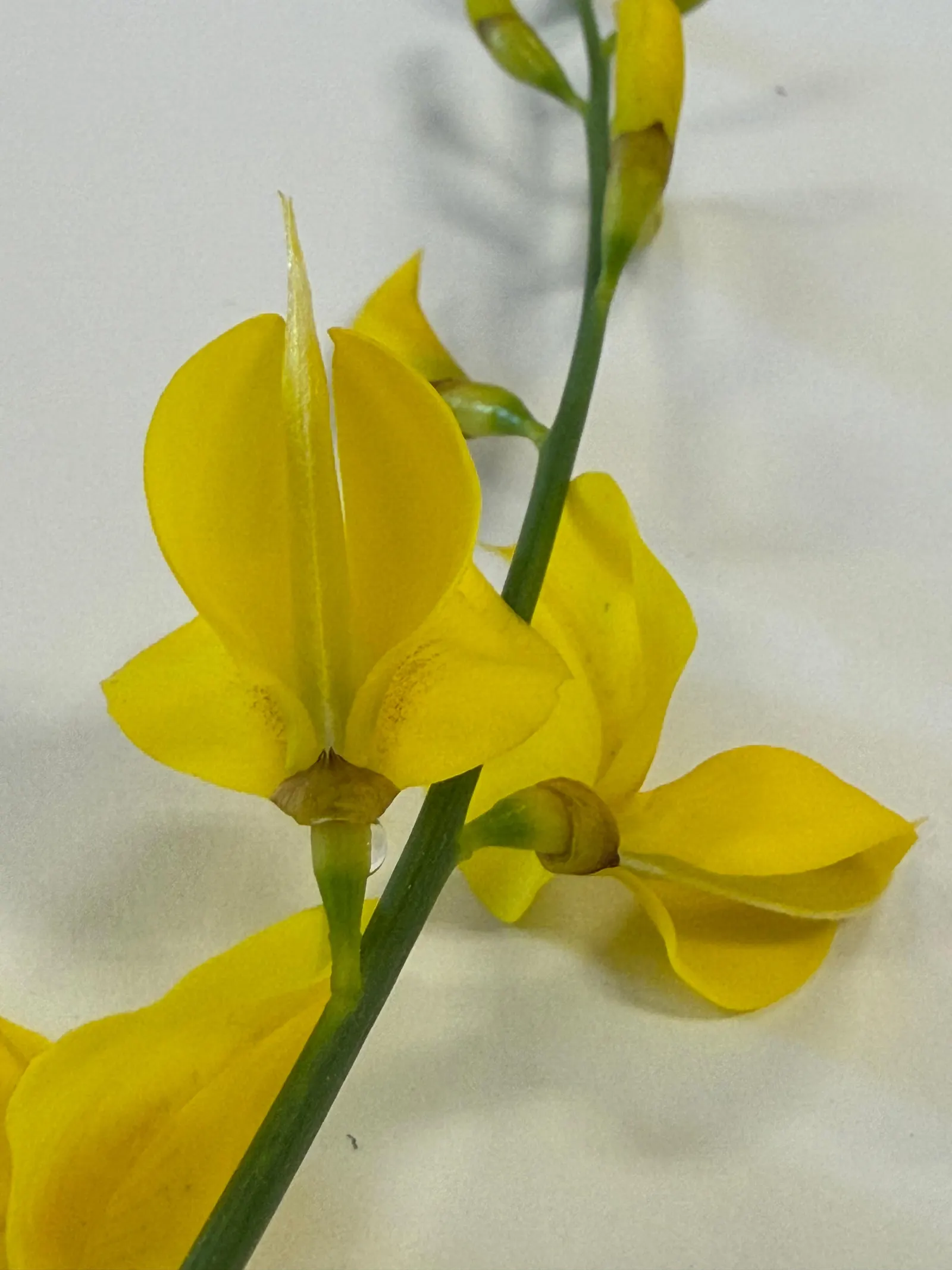 Spanish Broom (Spartium Junceum) — reducing water loss and making it highly adaptable to semi-arid conditions, image 35