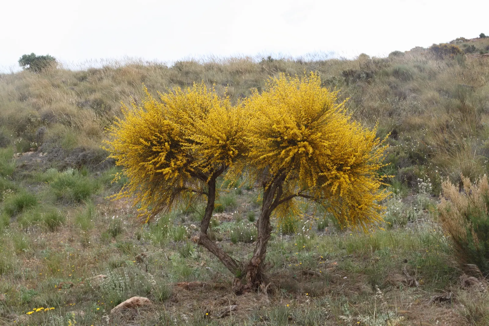 Spanish Broom (Spartium Junceum) — The Spanish Broom, or Spartium junceum, is a vigorous, evergreen shrub reaching heights of 6-10 feet