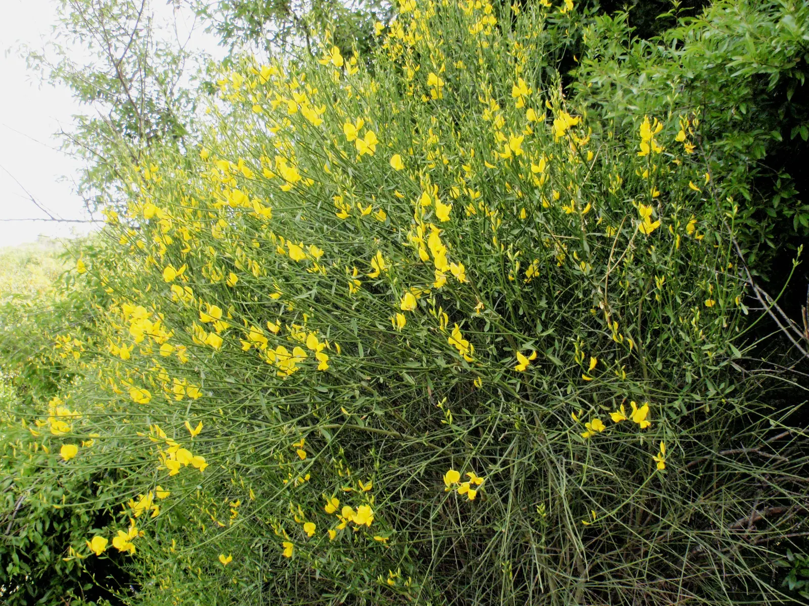 Spanish Broom (Spartium Junceum) — it adds a splash of color to any landscape; it typically grows to an impressive height of 6 to 10 feet with an average