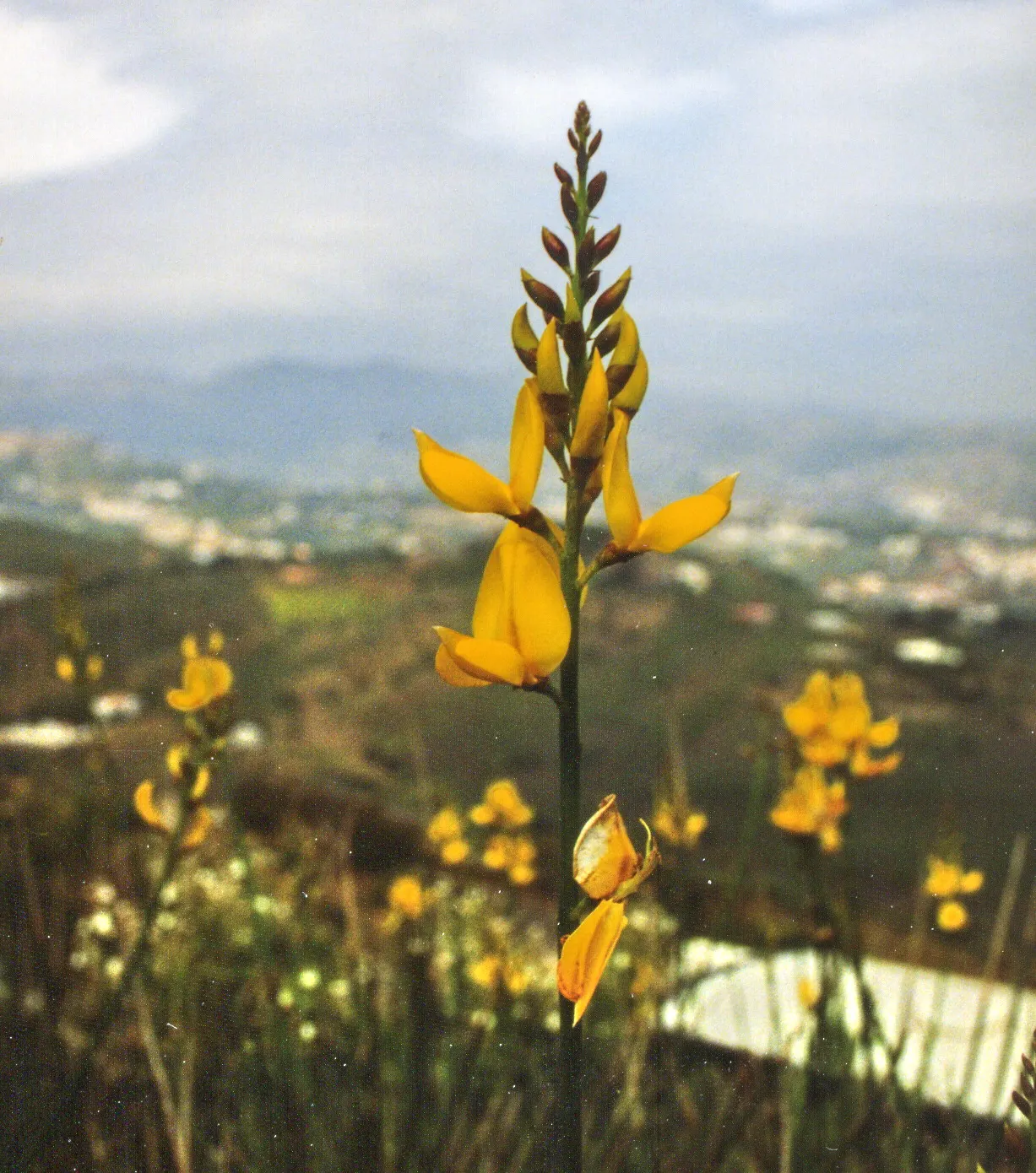 Spanish Broom (Spartium Junceum) — the Spanish Broom bursts into life with an abundance of bright yellow