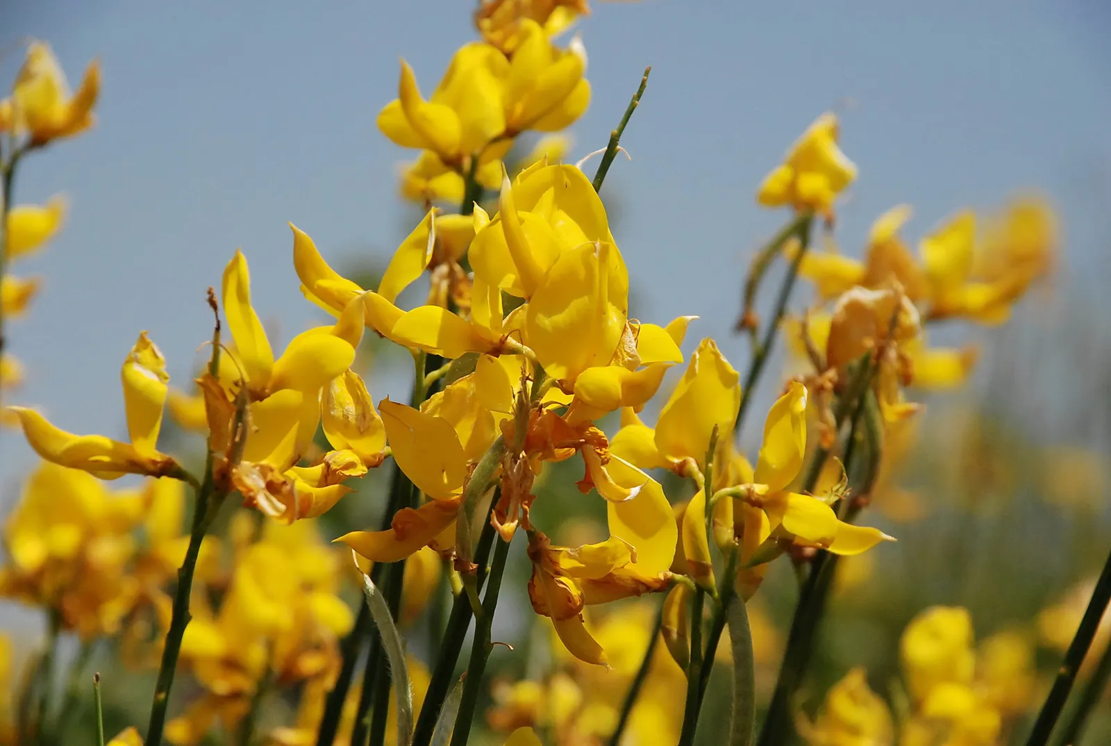 Spanish Broom (Spartium Junceum) — Ideal for low-maintenance areas or as an ornamental feature for drought-tolerant gardens; shrub for full