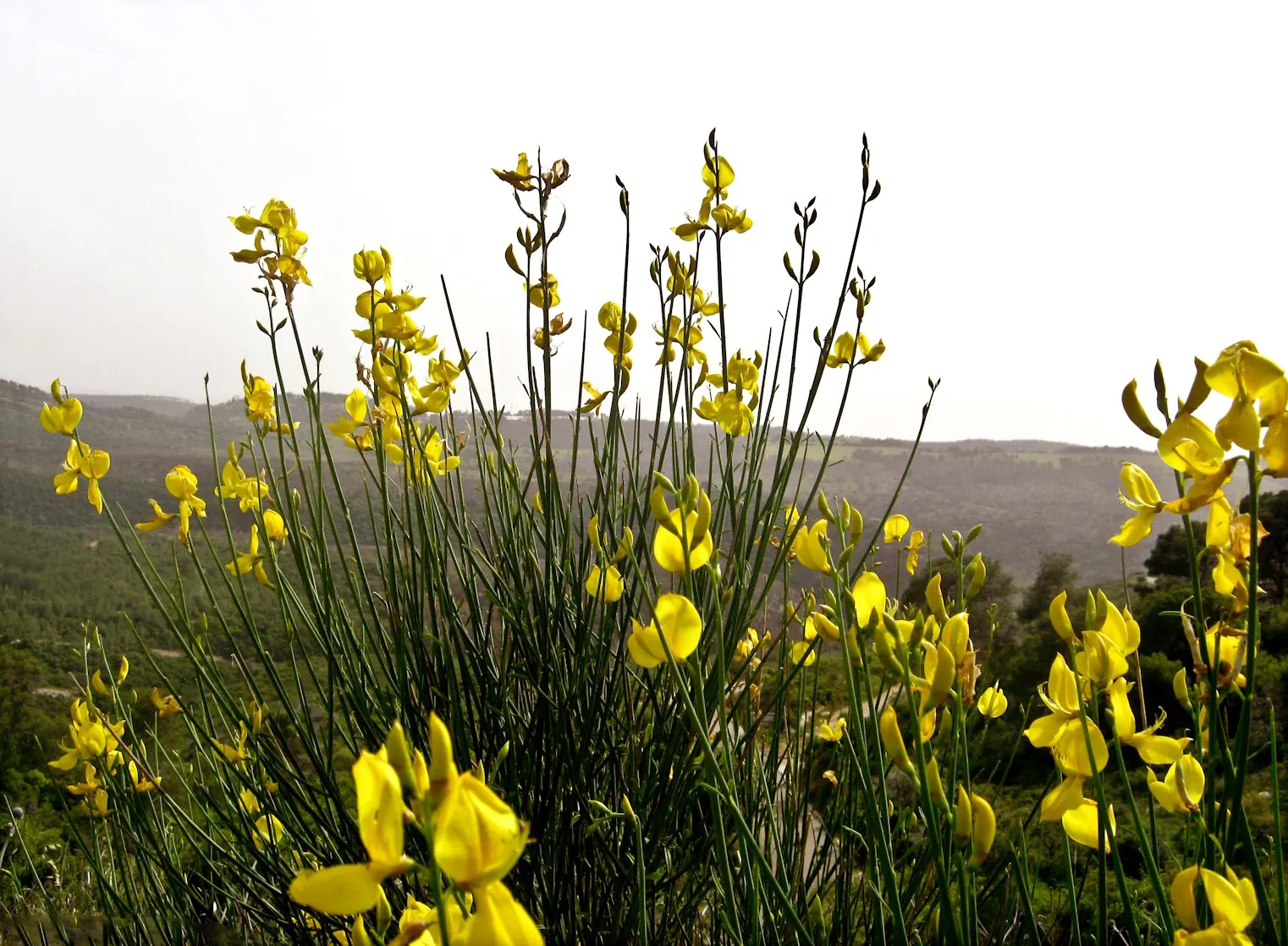 Spanish Broom (Spartium Junceum) — Spanish Broom is an excellent selection for adding vertical accents; making it an ideal choice for sustainable, image 64