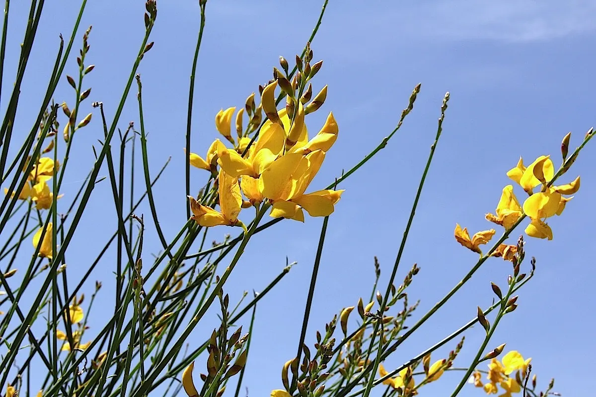 Spanish Broom (Spartium Junceum) — making it an ideal choice for sustainable landscape designs in regions with Mediterranean-like climates; ideal for