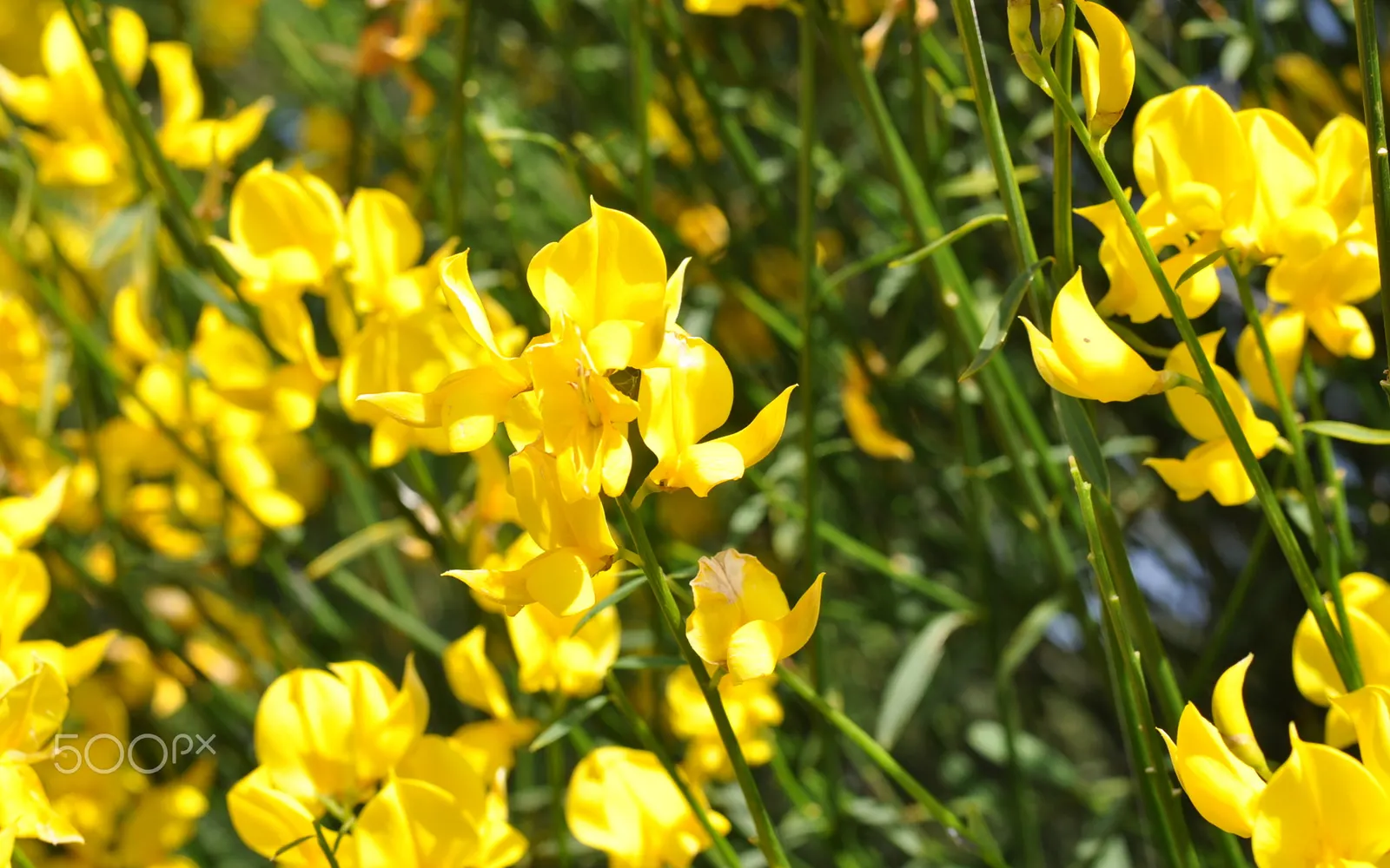 Spanish Broom (Spartium Junceum) — Its aromatic presence and sunny disposition can enhance any garden palette and delight the senses; shrub with, image 66