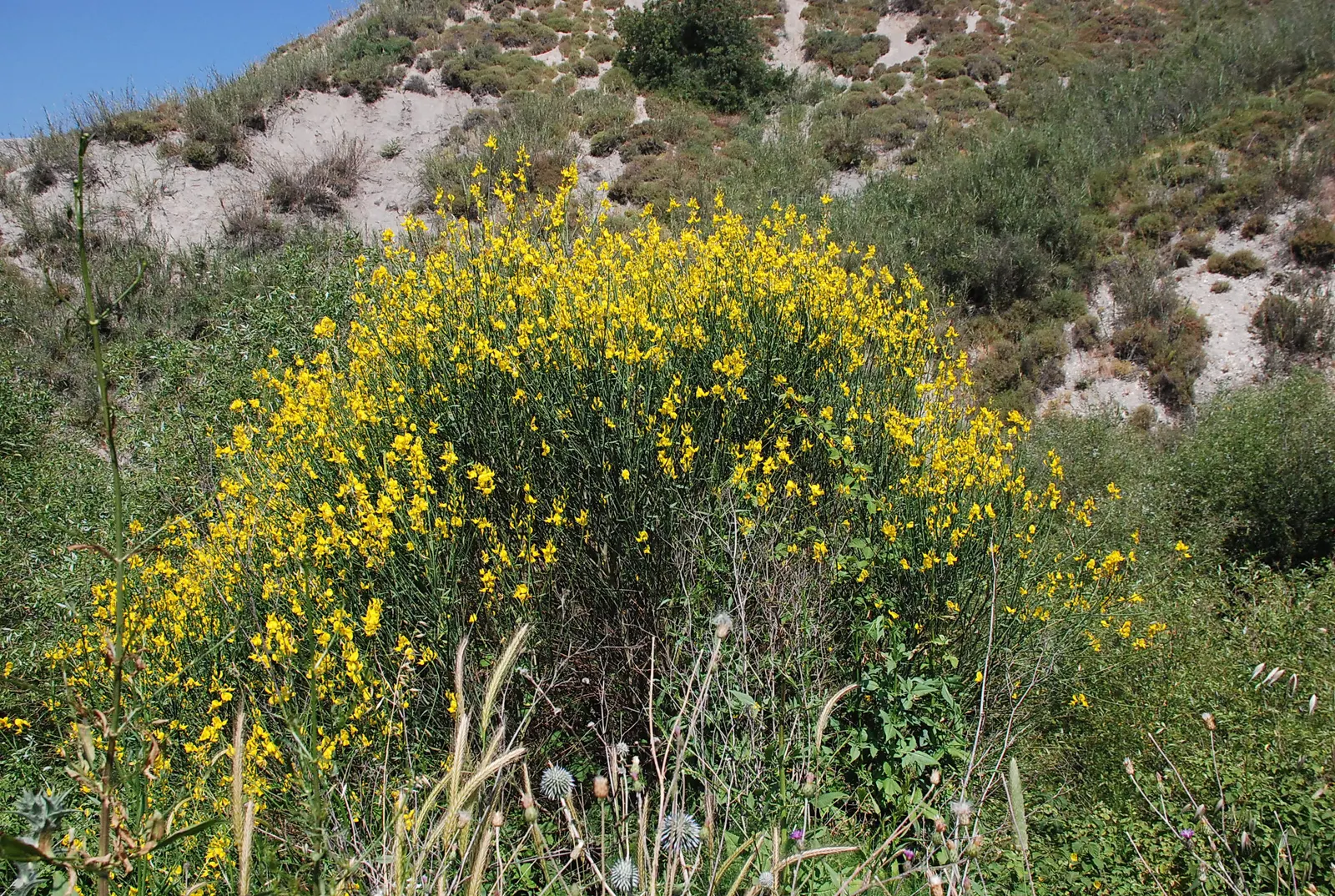 Spanish Broom (Spartium Junceum) — pea-like blooms in late spring to summer