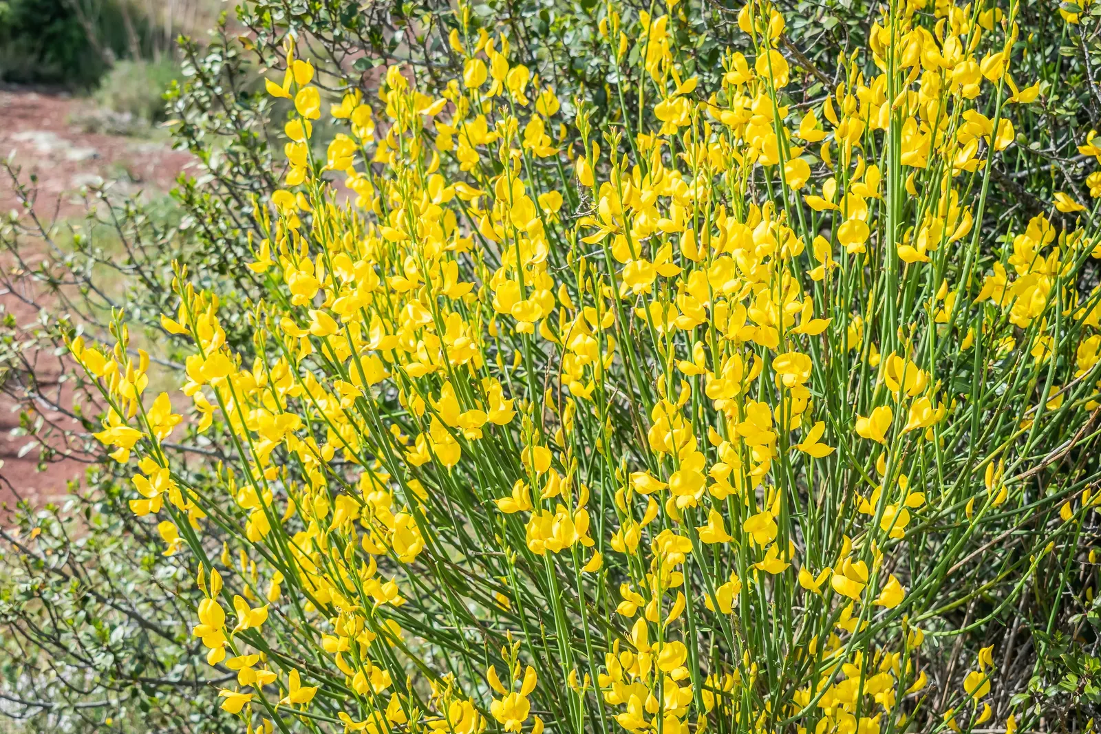 Spanish Broom (Spartium Junceum) — shrub with yellow blooms; come late spring to early summer