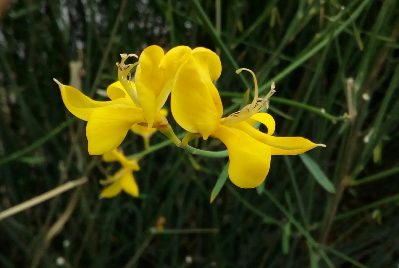 Spanish Broom (Spartium Junceum) — creating a vertical element in garden design.<br><br>This plant flaunts vibrant green; yellow flowers in the, image 79