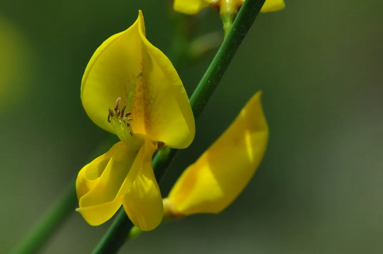 Spanish Broom (Spartium Junceum) — pea-like blooms in late spring to summer; recognized for its slender, image 50