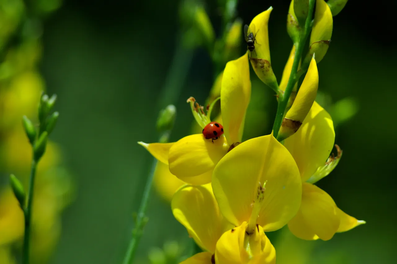 Spanish Broom (Spartium Junceum) — reducing water loss and making it highly adaptable to semi-arid conditions
