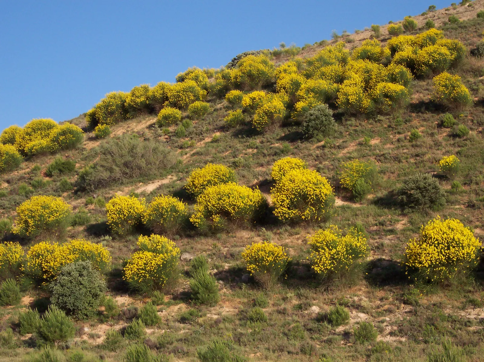 Spanish Broom (Spartium Junceum) — rush-like stems that remain nearly leafless throughout the year; it adds a splash of color to any landscape