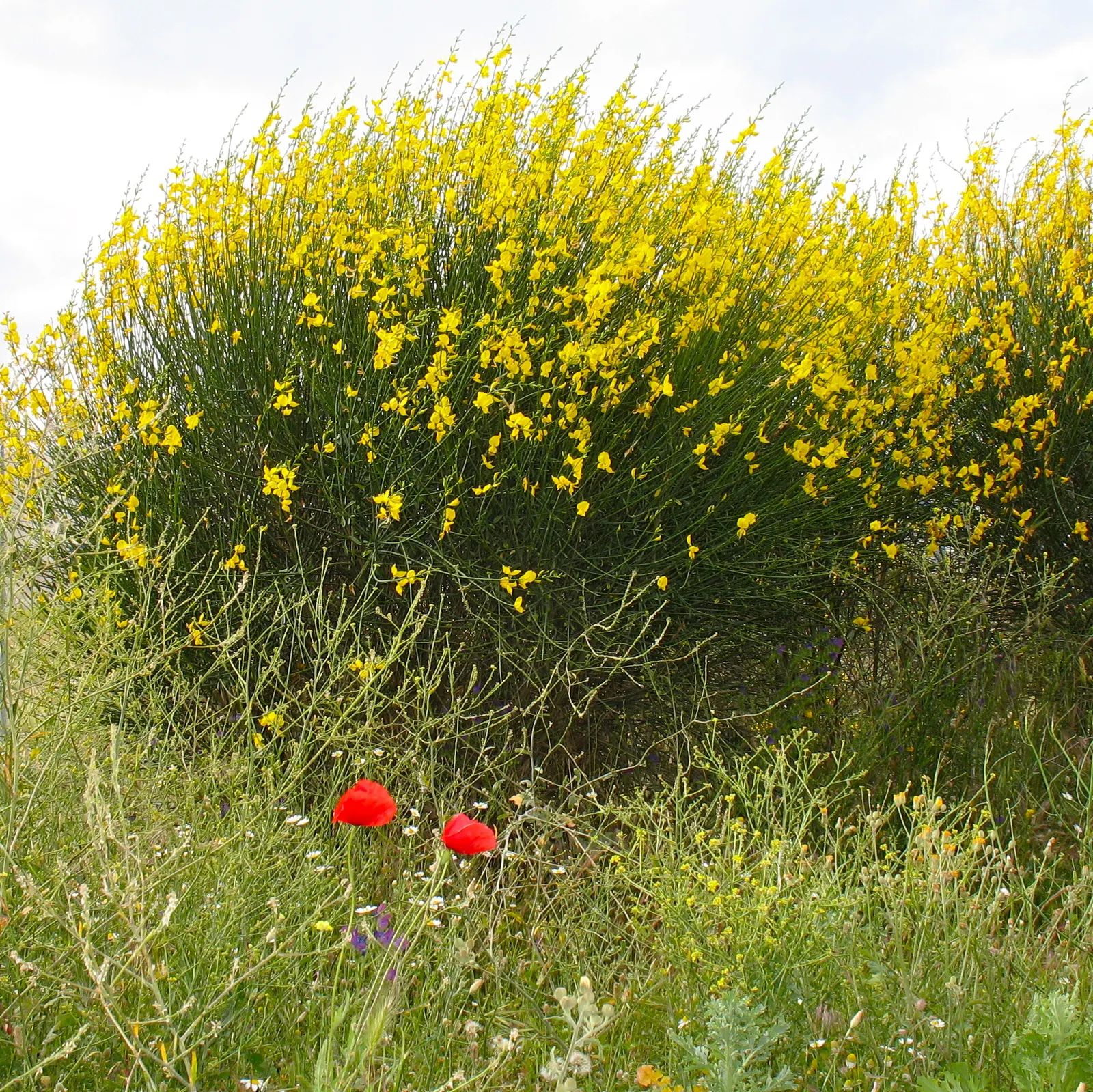 Spanish Broom (Spartium Junceum) — requiring well-drained soil to prevent root rot; creating a vertical element in garden design.<br><br>This plant, image 61