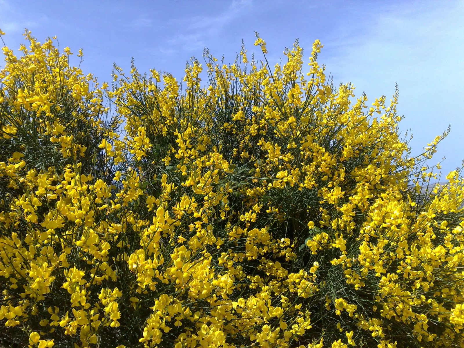 Spanish Broom (Spartium Junceum) — Come late spring to early summer; or providing erosion control on slopes, image 82
