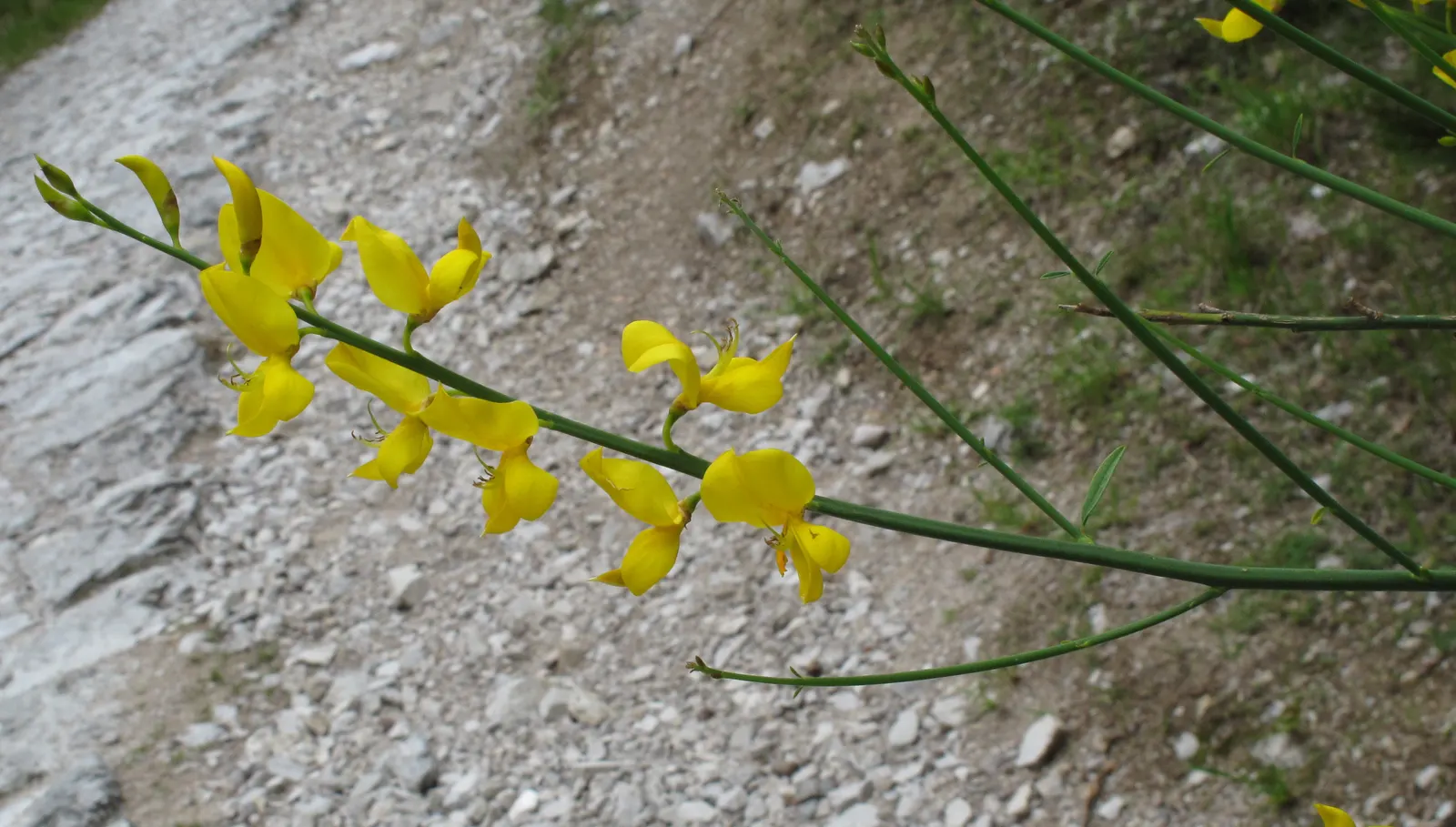Spanish Broom (Spartium Junceum) — shrub with yellow blooms