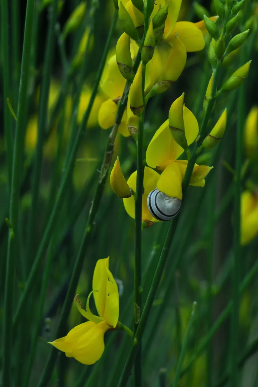 Spanish Broom (Spartium Junceum) — it adds a splash of color to any landscape