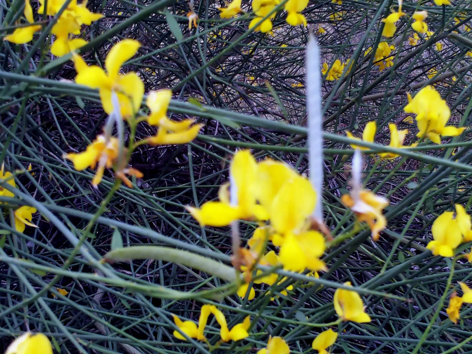 Spanish Broom (Spartium Junceum) — This hardy plant thrives in full sun and well-drained soils, requiring minimal water once established; spanish Broom