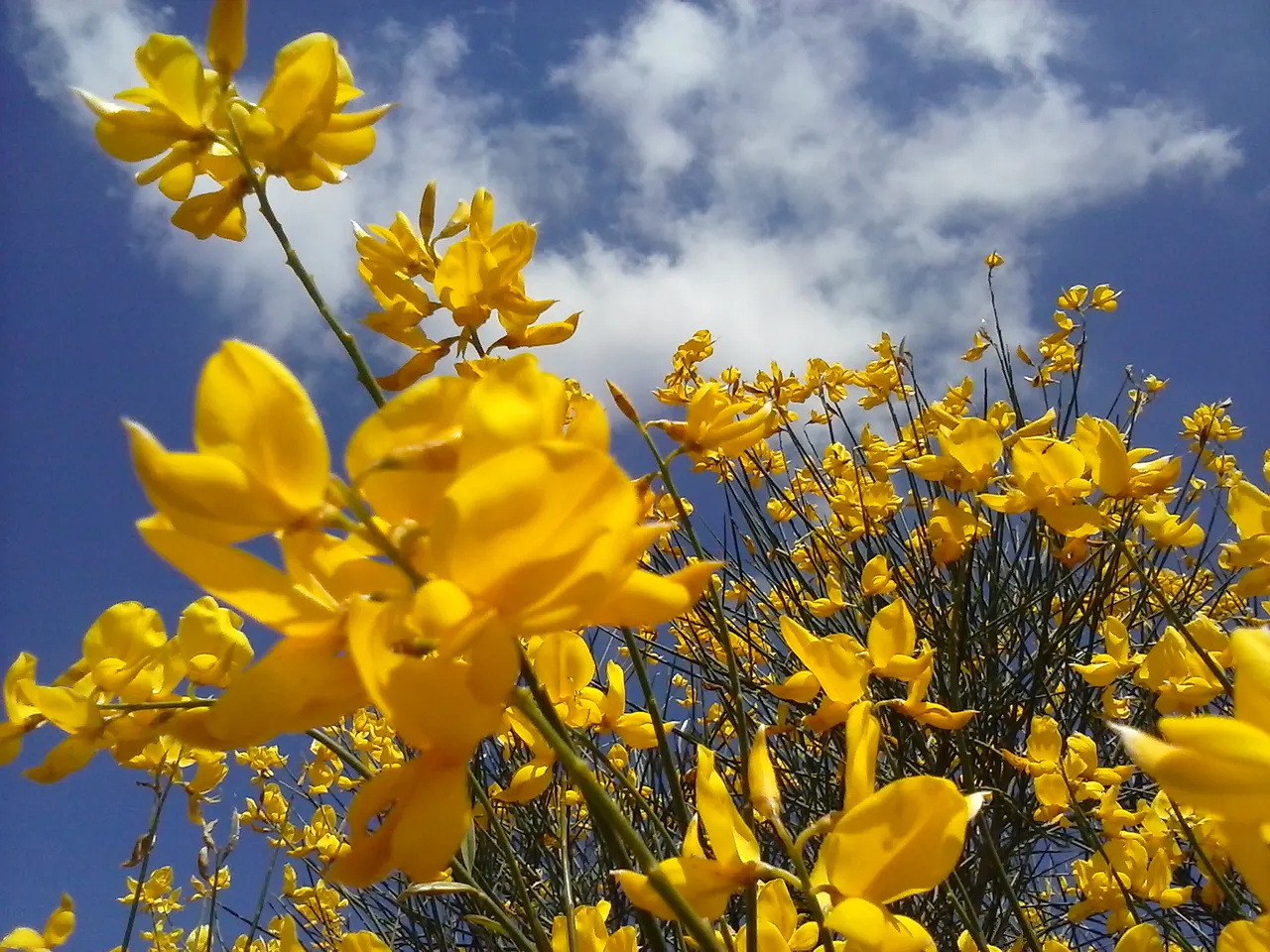 Spanish Broom (Spartium Junceum) — The Spanish Broom, or Spartium junceum, is a vigorous, evergreen shrub reaching heights of 6-10 feet; pea-like blooms in