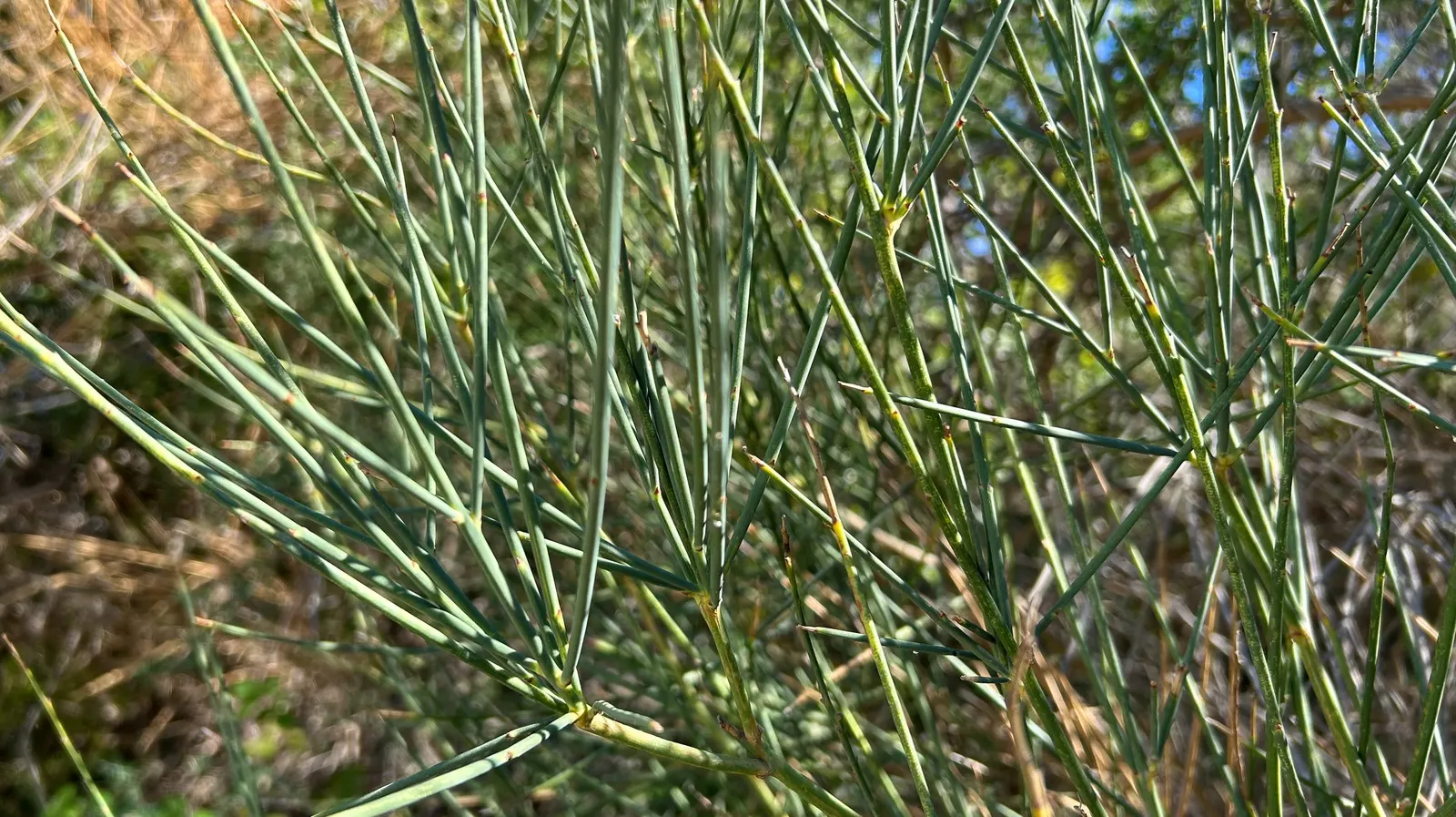 Spanish Broom (Spartium Junceum) — requiring well-drained soil to prevent root rot