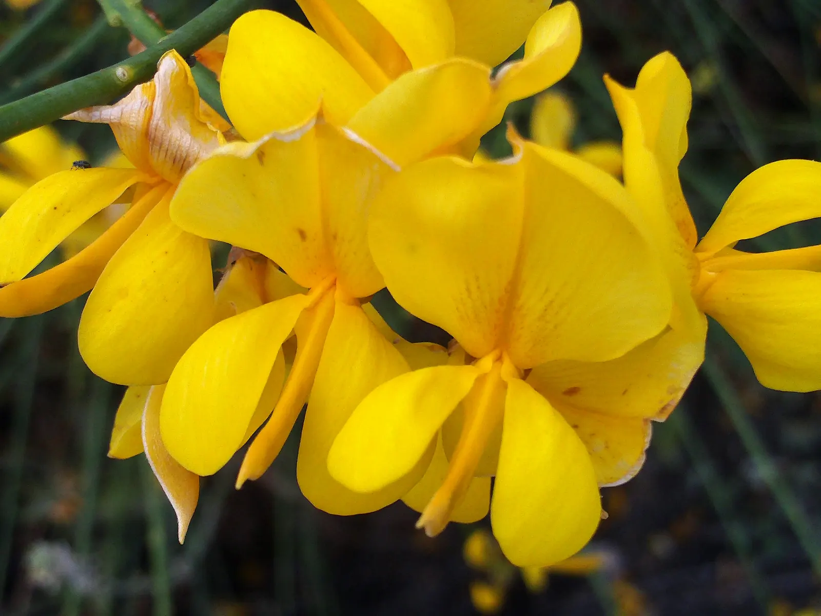 Spanish Broom (Spartium Junceum) — It typically grows to an impressive height of 6 to 10 feet with an average spread of 4 to 6 feet; the Spanish Broom bursts