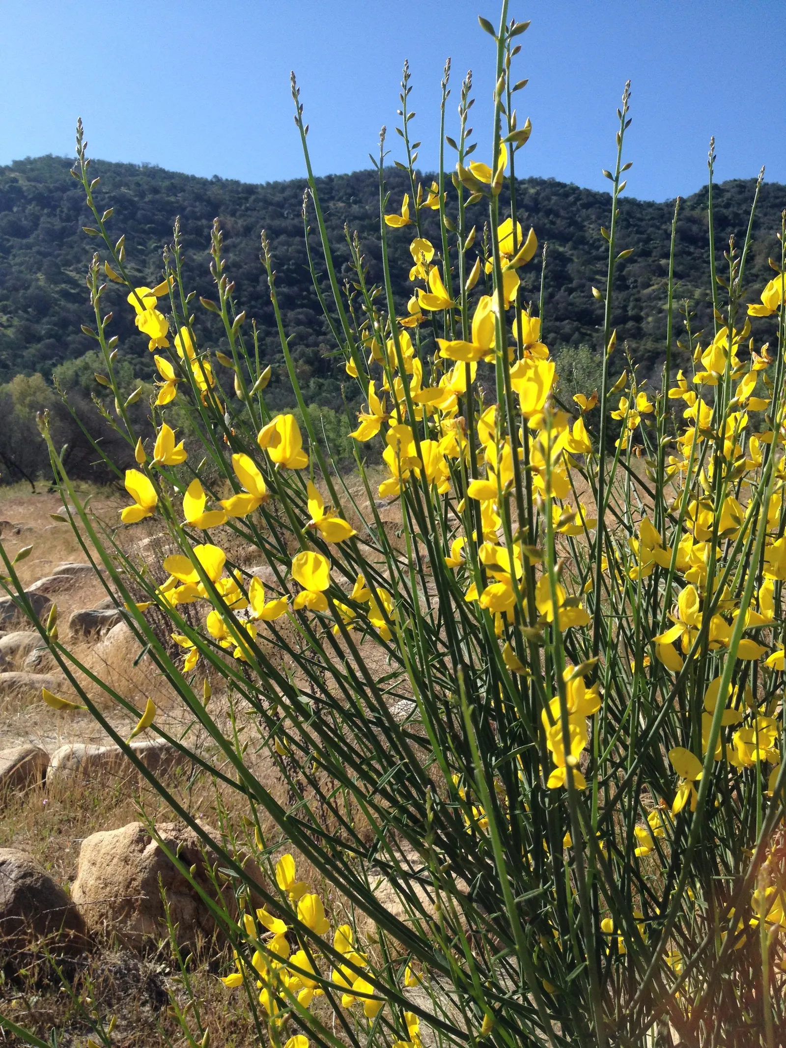 Spanish Broom (Spartium Junceum) — or providing erosion control on slopes; requiring well-drained soil to prevent root rot, image 65