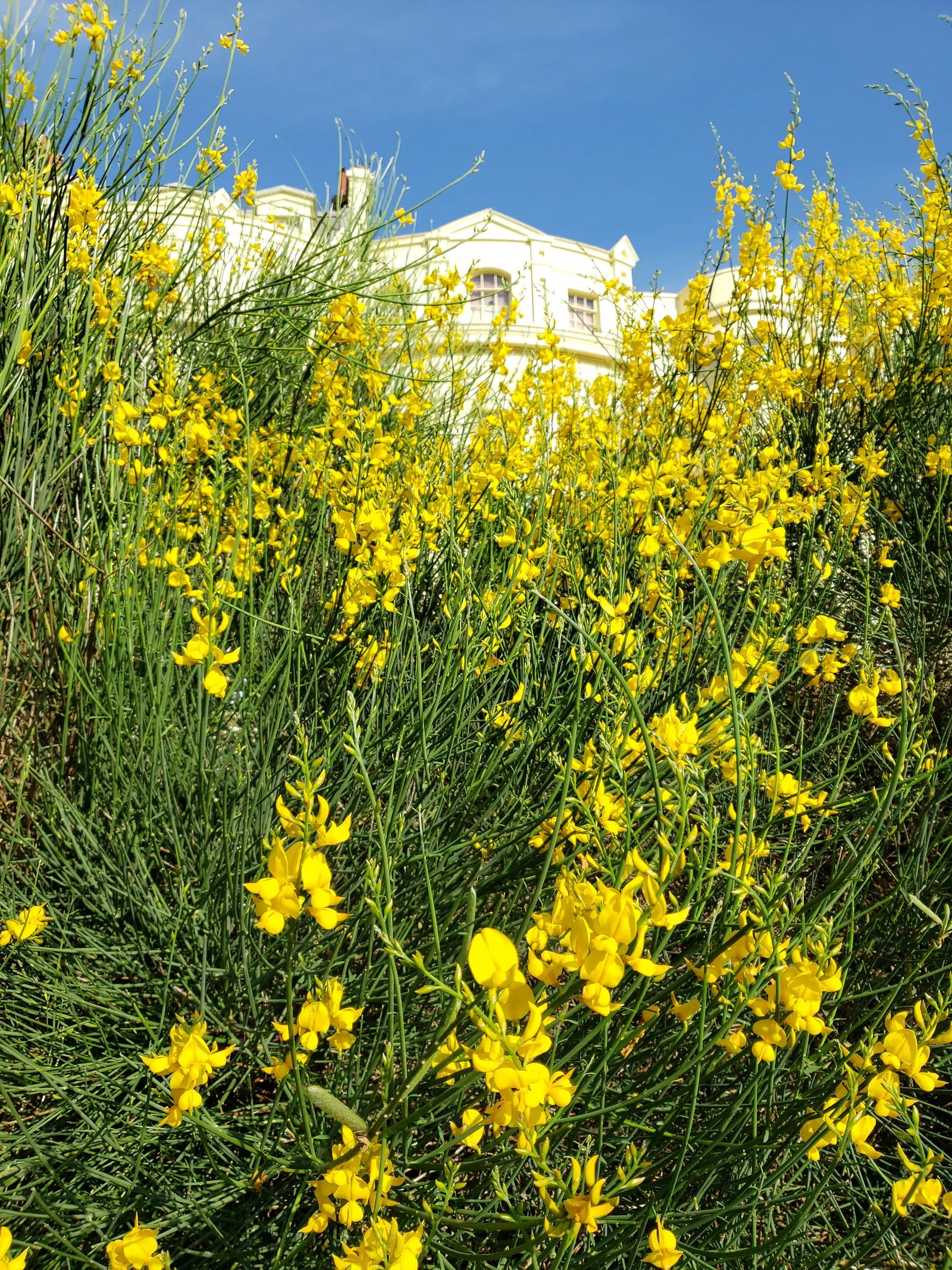 Spanish Broom (Spartium Junceum) — Recognized for its slender; rush-like stems that remain nearly leafless throughout the year