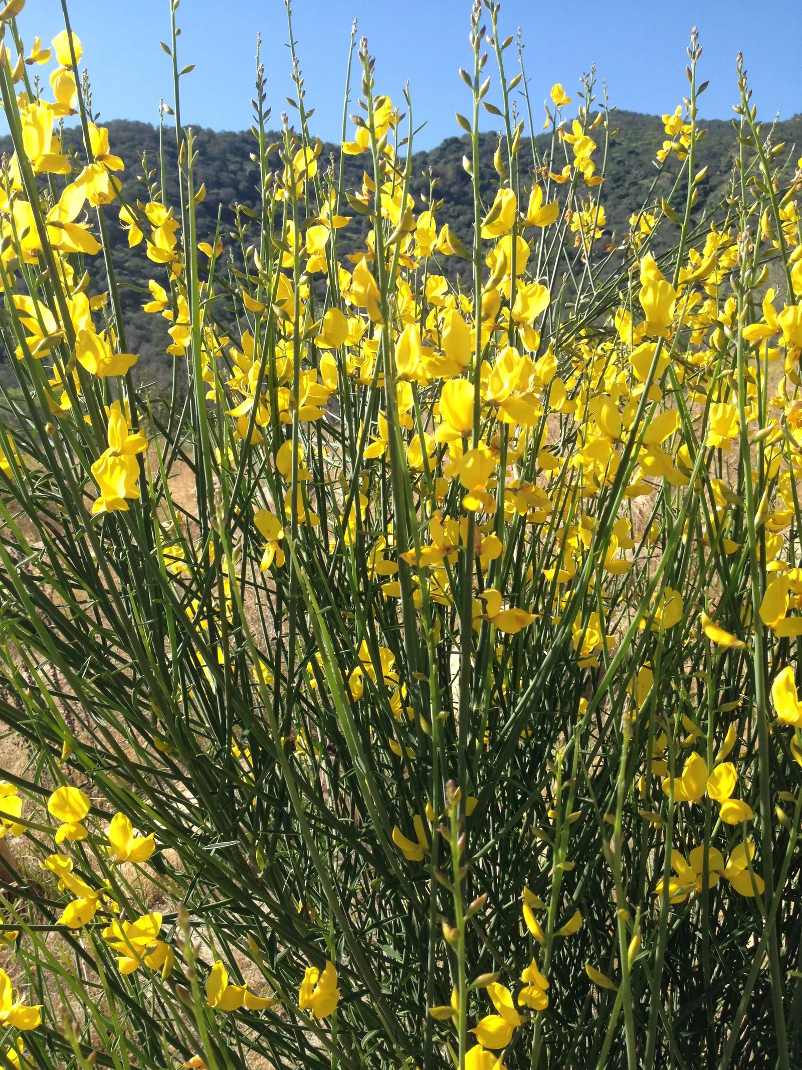 Spanish Broom (Spartium Junceum) — or providing erosion control on slopes