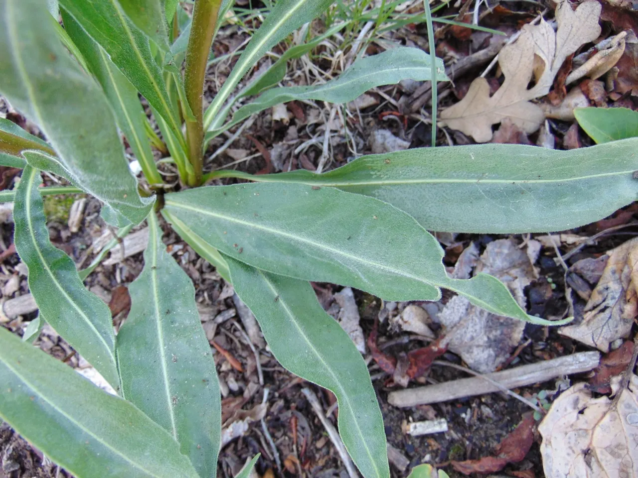 Meadow Blazingstar (Liatris Ligulistylis) — The plant reaches a striking height of 2 to 4 feet