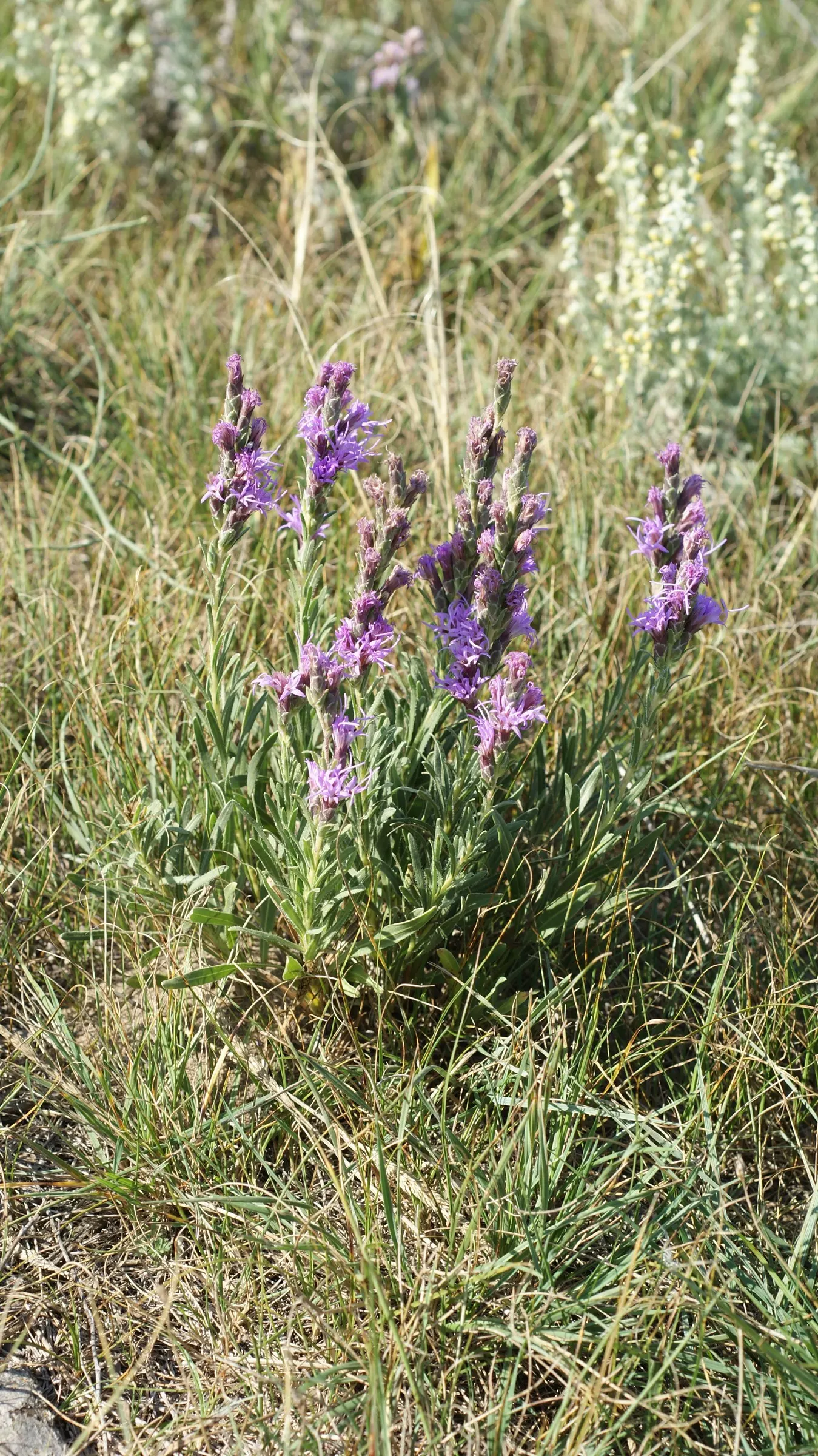 Meadow Blazingstar (Liatris Ligulistylis) — from clay to sandy substrates