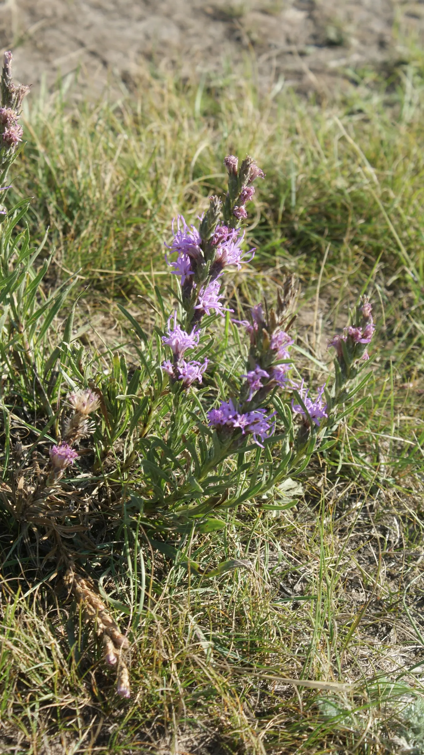 Meadow Blazingstar (Liatris Ligulistylis) — making it an indispensable source of nectar for butterflies