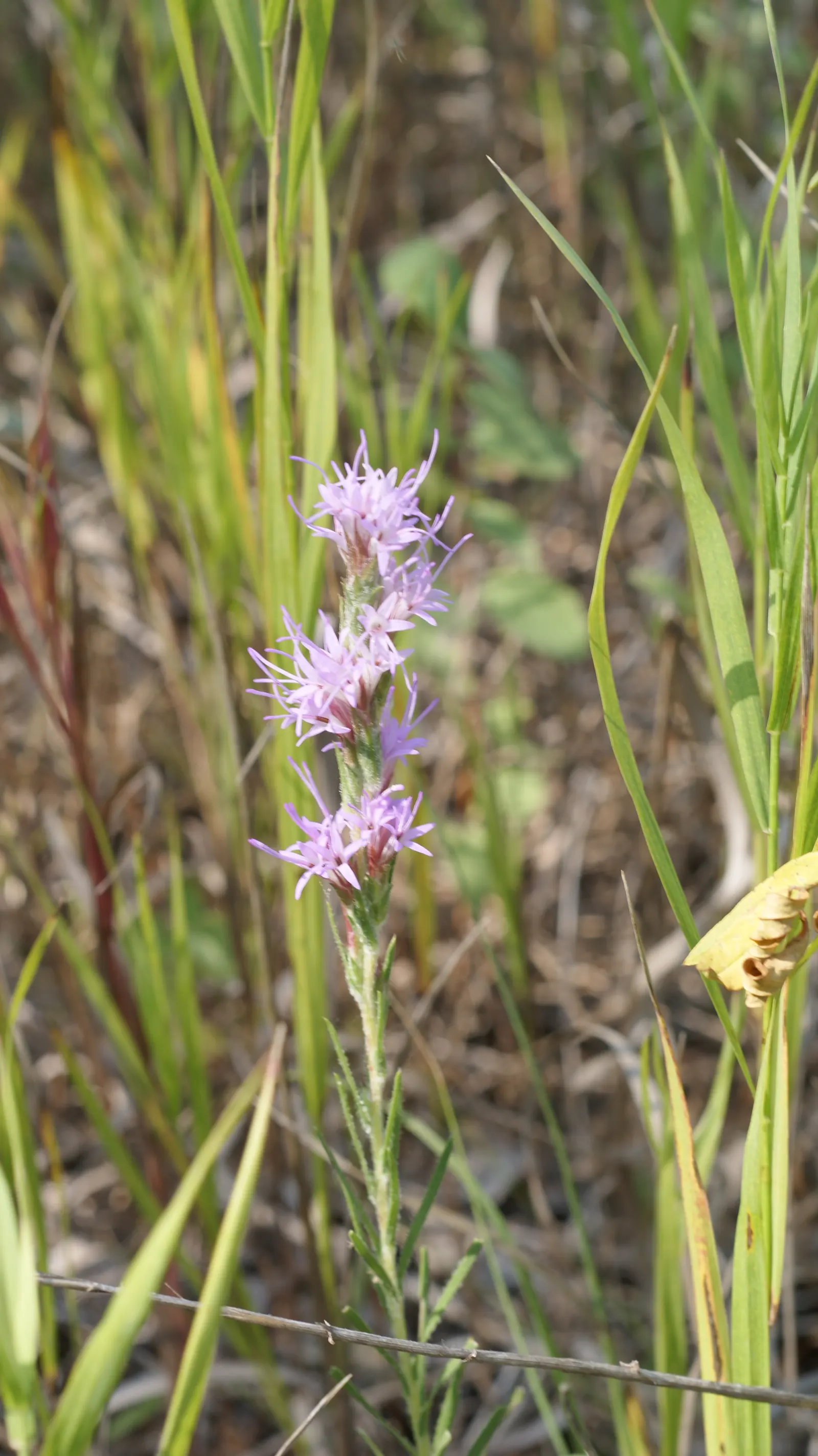 Meadow Blazingstar (Liatris Ligulistylis) — consider incorporating Meadow Blazingstar among grasses or as a backdrop to lower-growing perennials