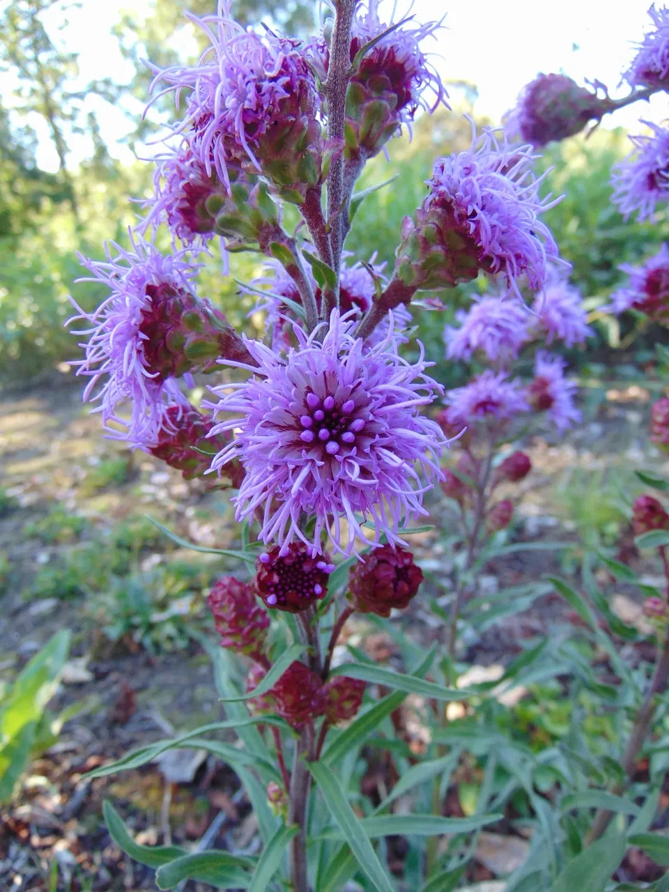 Meadow Blazingstar (Liatris Ligulistylis) — purple-magenta flower spikes that can reach up to 5 feet tall