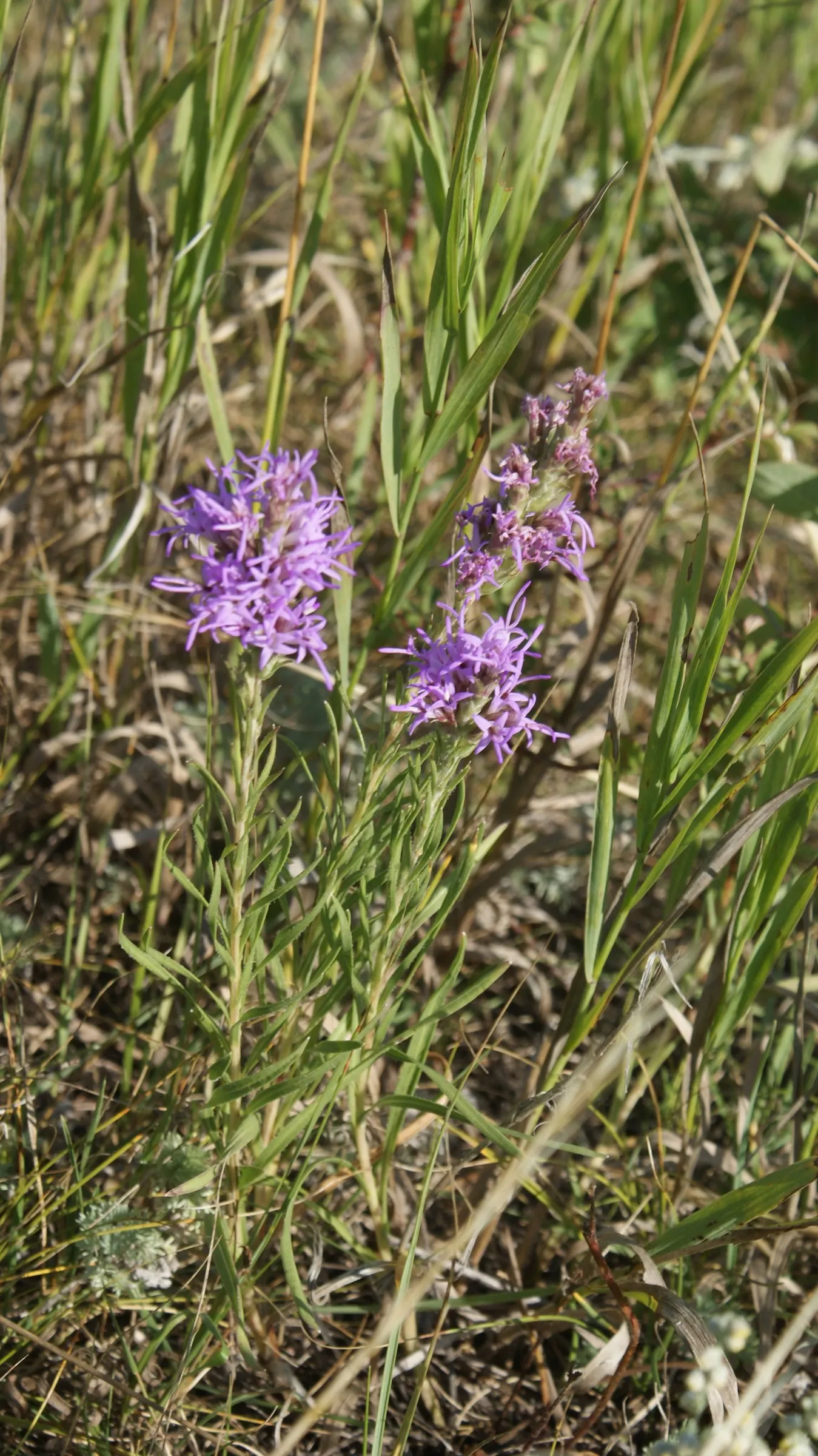Meadow Blazingstar (Liatris Ligulistylis) — Its flowering period spans from late summer to early fall