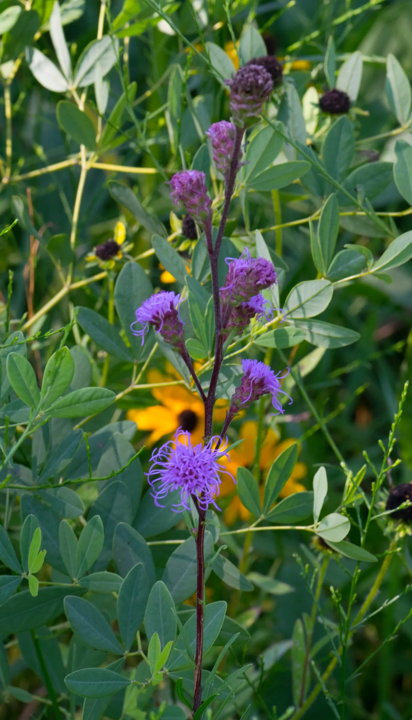 Meadow Blazingstar (Liatris Ligulistylis) — stands as a bold and captivating perennial