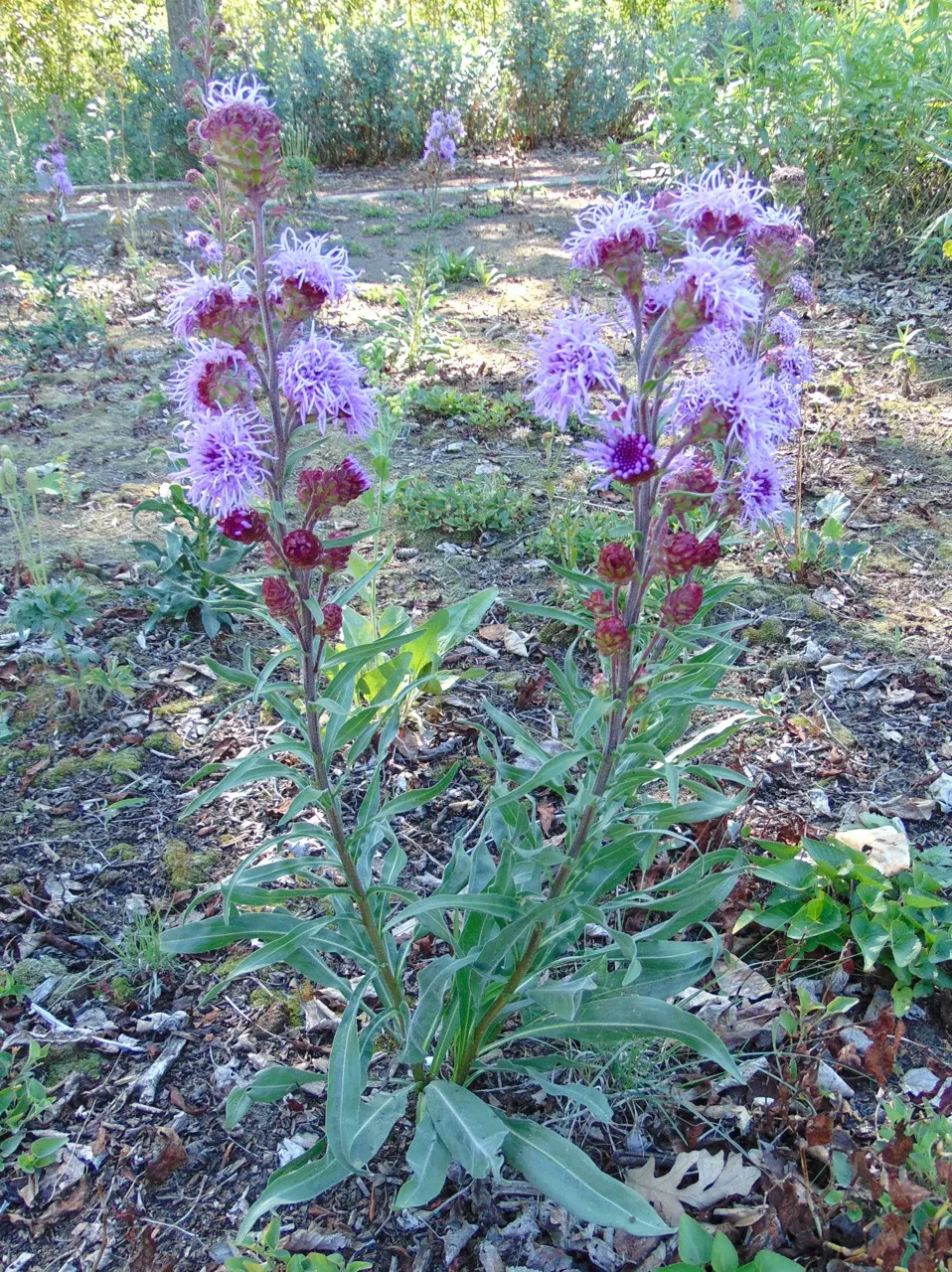 Meadow Blazingstar (Liatris Ligulistylis) — with a spread of approximately 1 foot (12 to 18 inches)