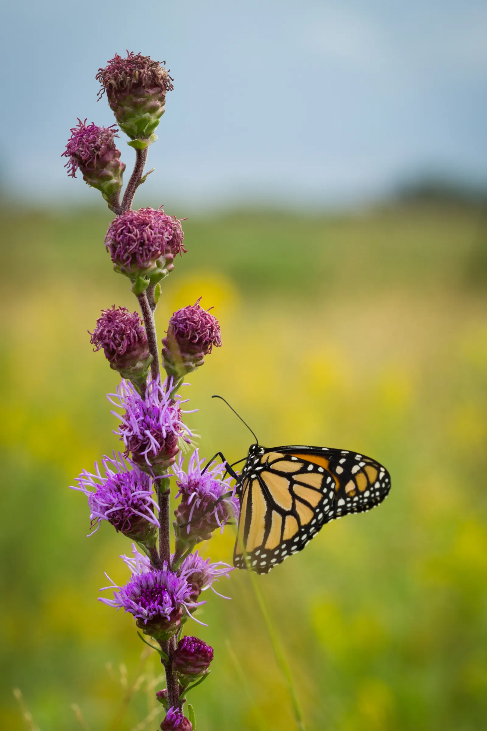 Meadow Blazingstar (Liatris Ligulistylis) — which meticulously adorn the elongated spikes
