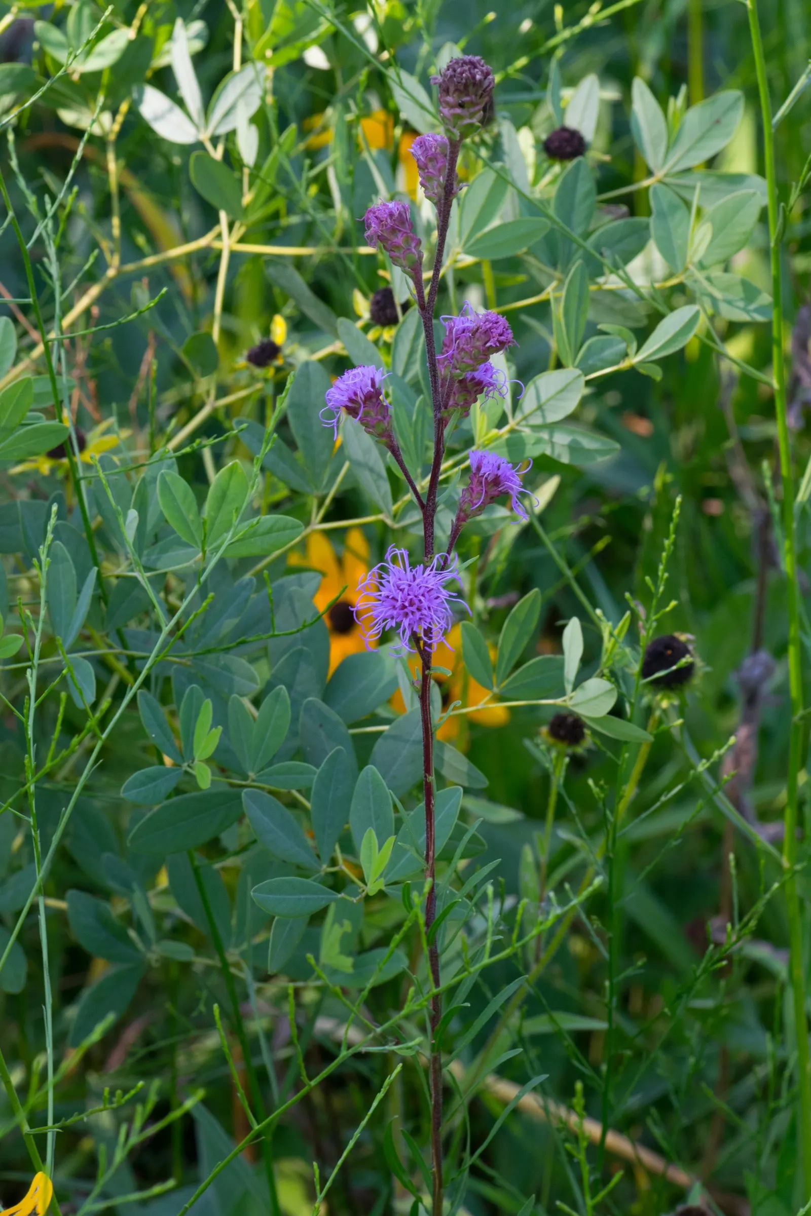 Meadow Blazingstar (Liatris Ligulistylis) — adding a vertical accent to any landscape design