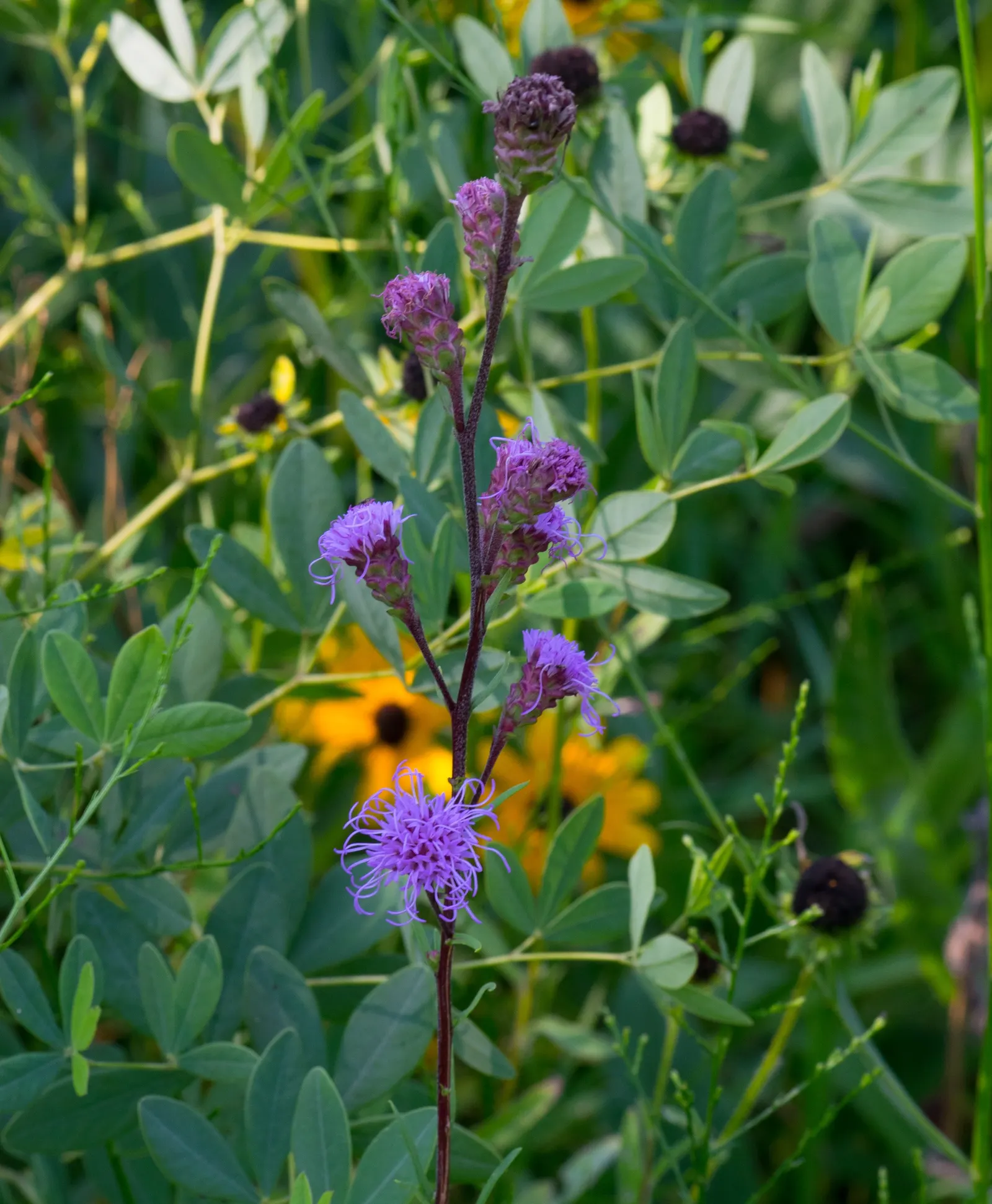Meadow Blazingstar (Liatris Ligulistylis) — Hardy in zones 3 to 8, it's a low-maintenance choice for a burst of late-season color