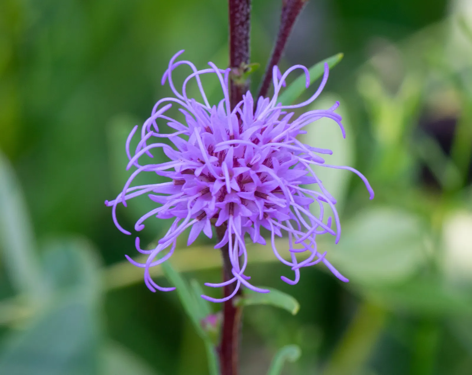 Meadow Blazingstar (Liatris Ligulistylis) — Its grass-like foliage spans up to 20 inches wide, adding texture to your garden