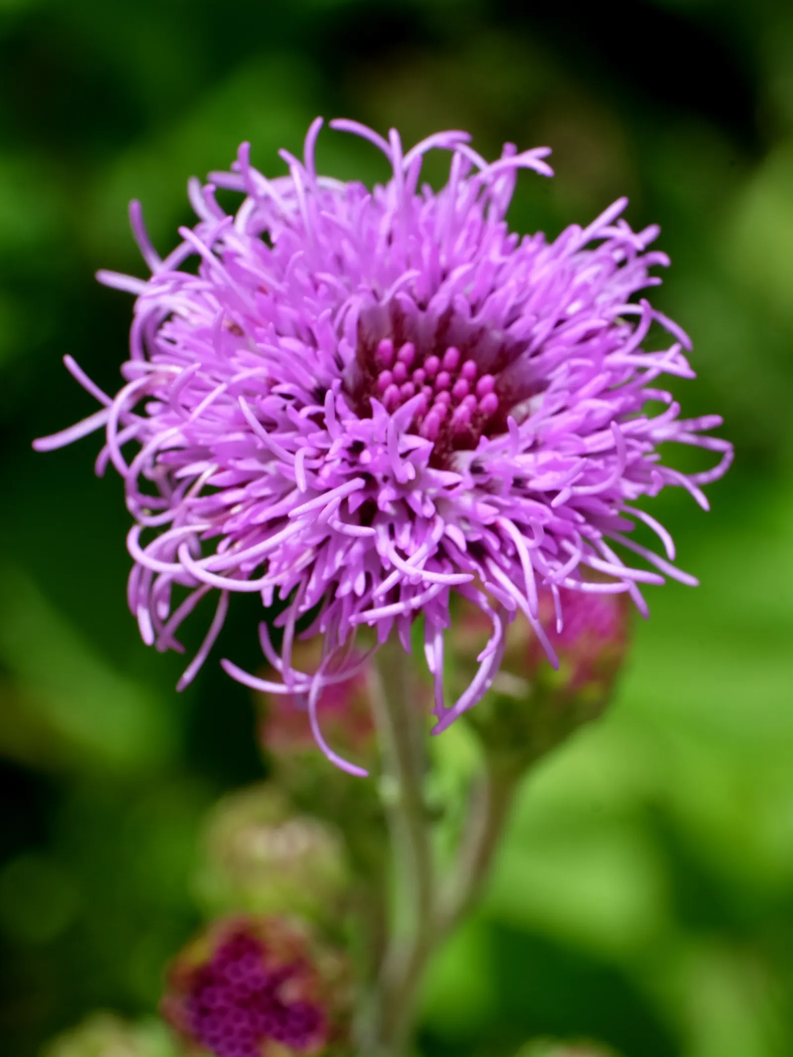 Meadow Blazingstar (Liatris Ligulistylis) — this perennial thrives in full sun and well-drained soils