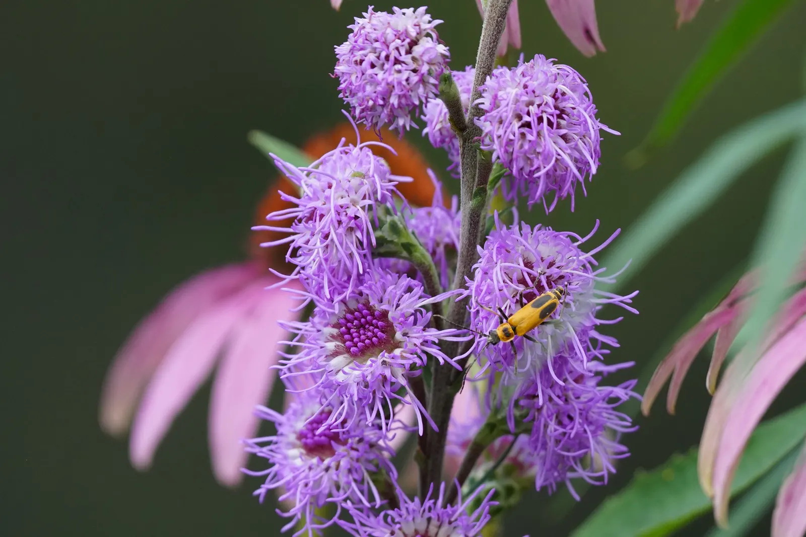 Meadow Blazingstar (Liatris Ligulistylis) — Blooming from late summer to early fall
