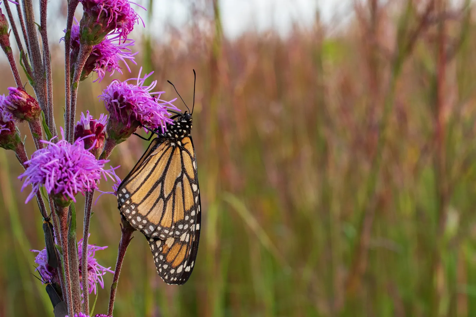 Meadow Blazingstar (Liatris Ligulistylis) — lavender and purple flowers in the garden