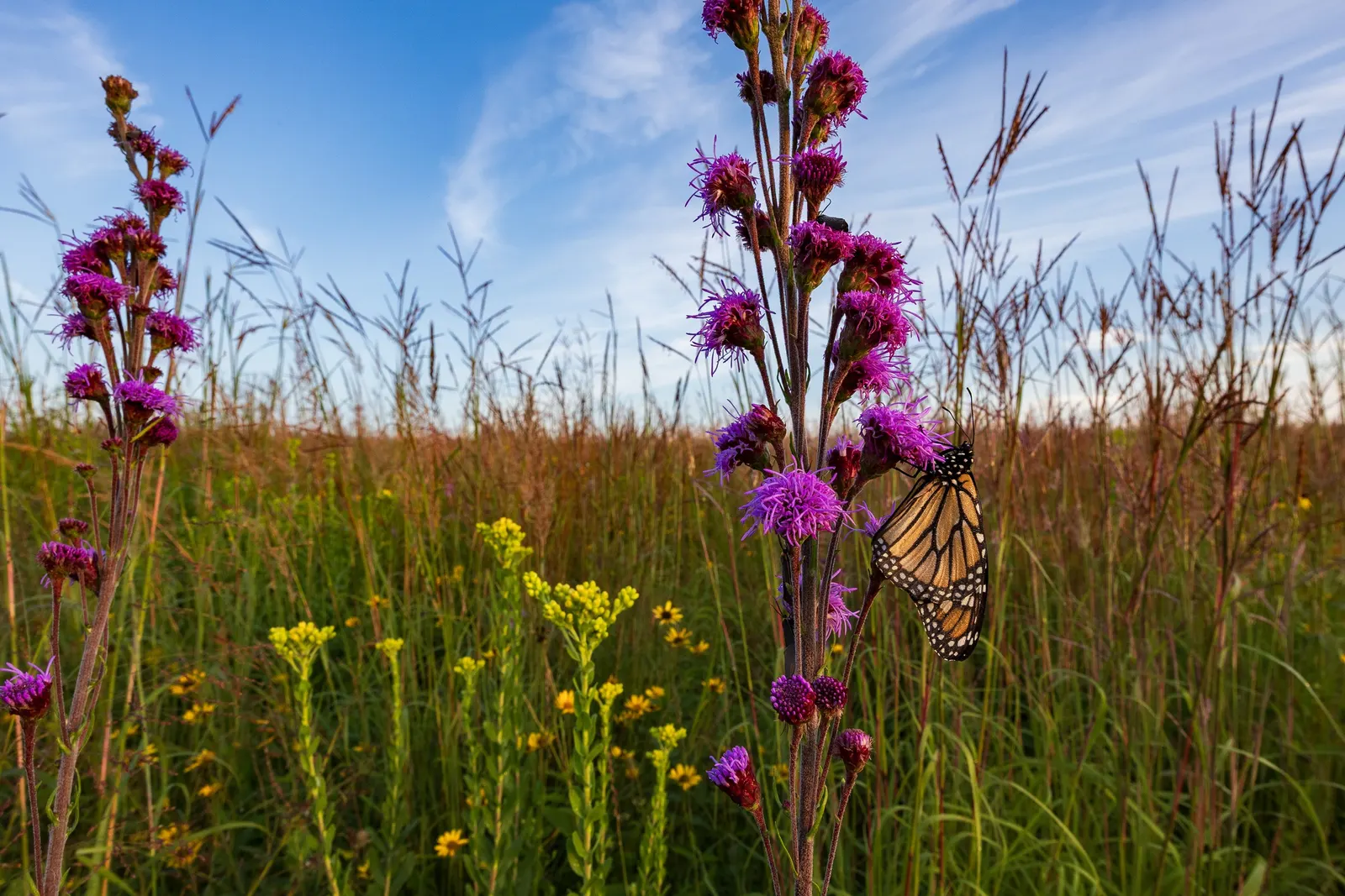 Meadow Blazingstar (Liatris Ligulistylis) — where its splendid spires can tower gracefully