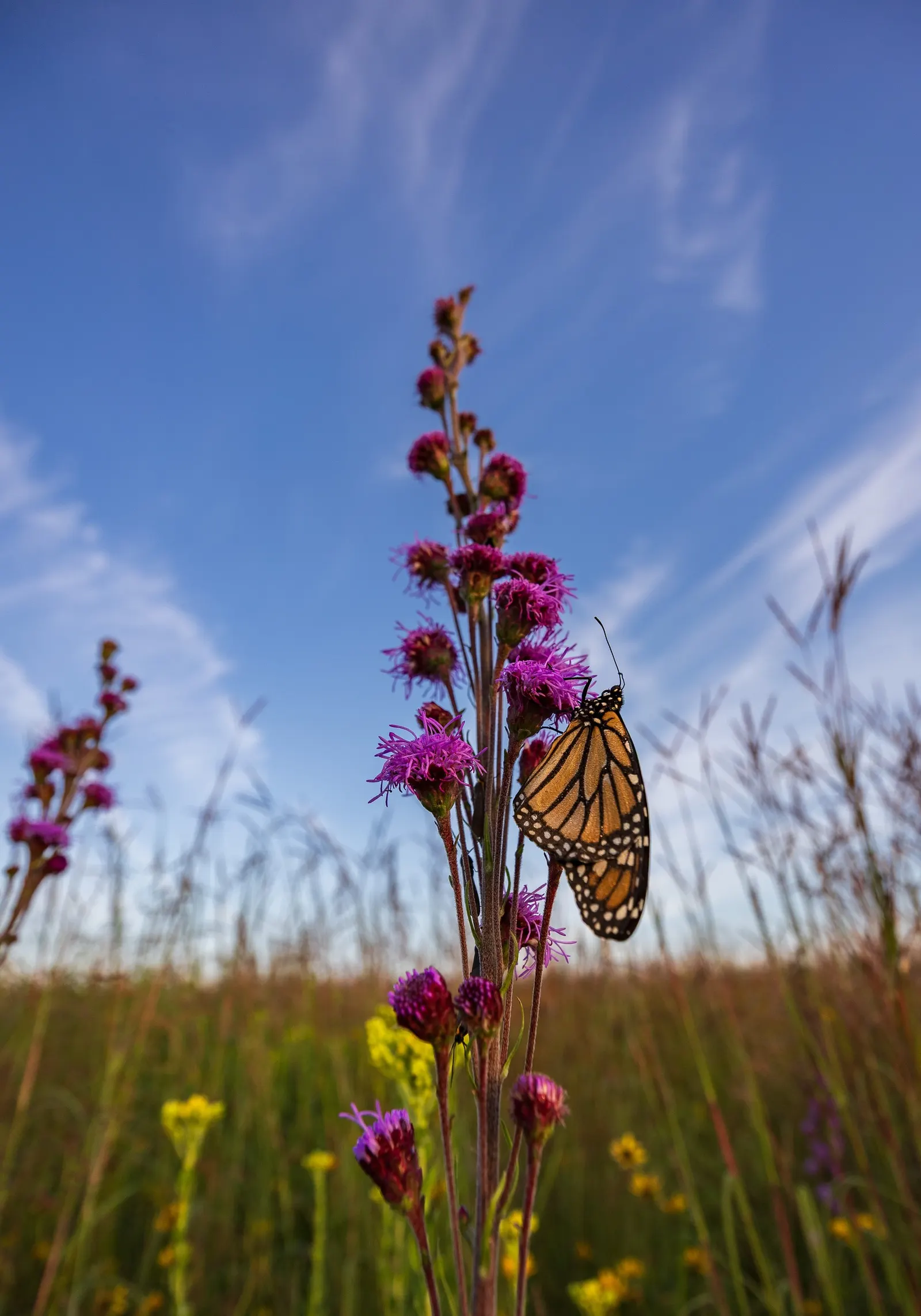 Meadow Blazingstar (Liatris Ligulistylis) — providing vertical structure and a burst of late-season color