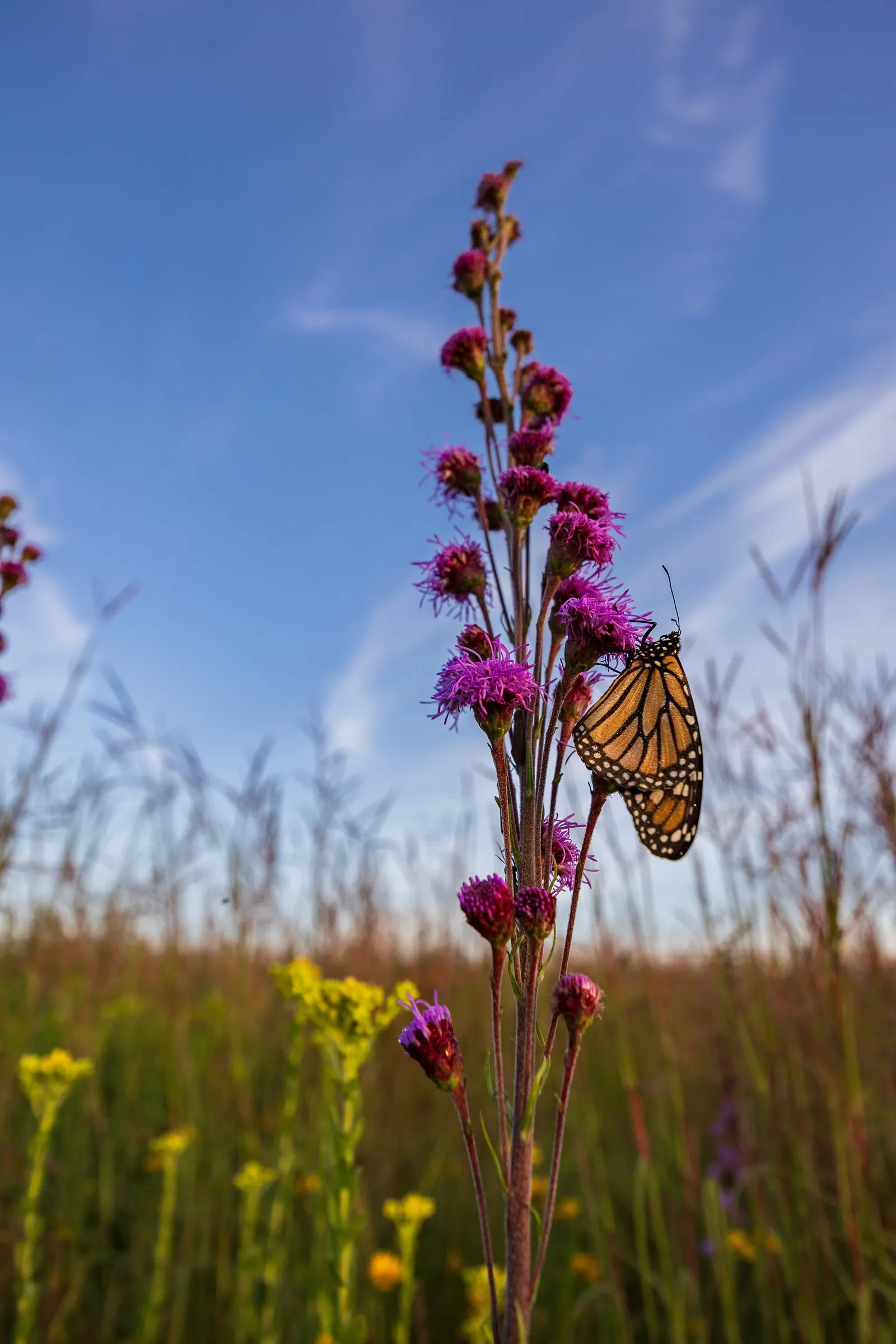 Meadow Blazingstar (Liatris Ligulistylis) — makes it an exceedingly low-maintenance option for any gardener.<br><br>When designing your landscape