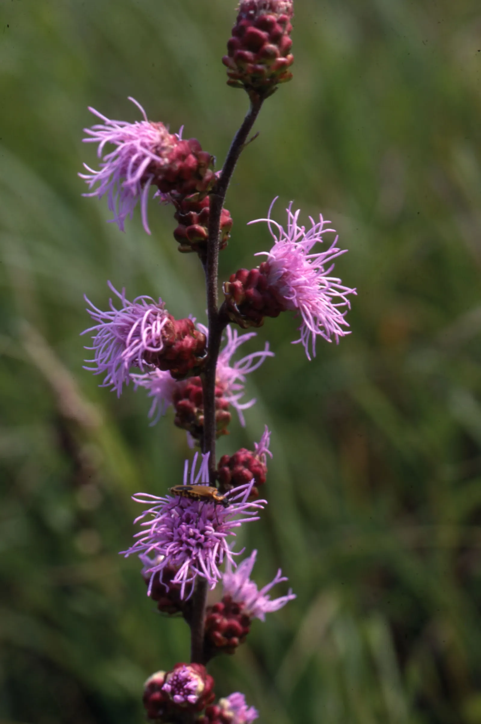 Meadow Blazingstar (Liatris Ligulistylis) — Its tolerance for various soil types