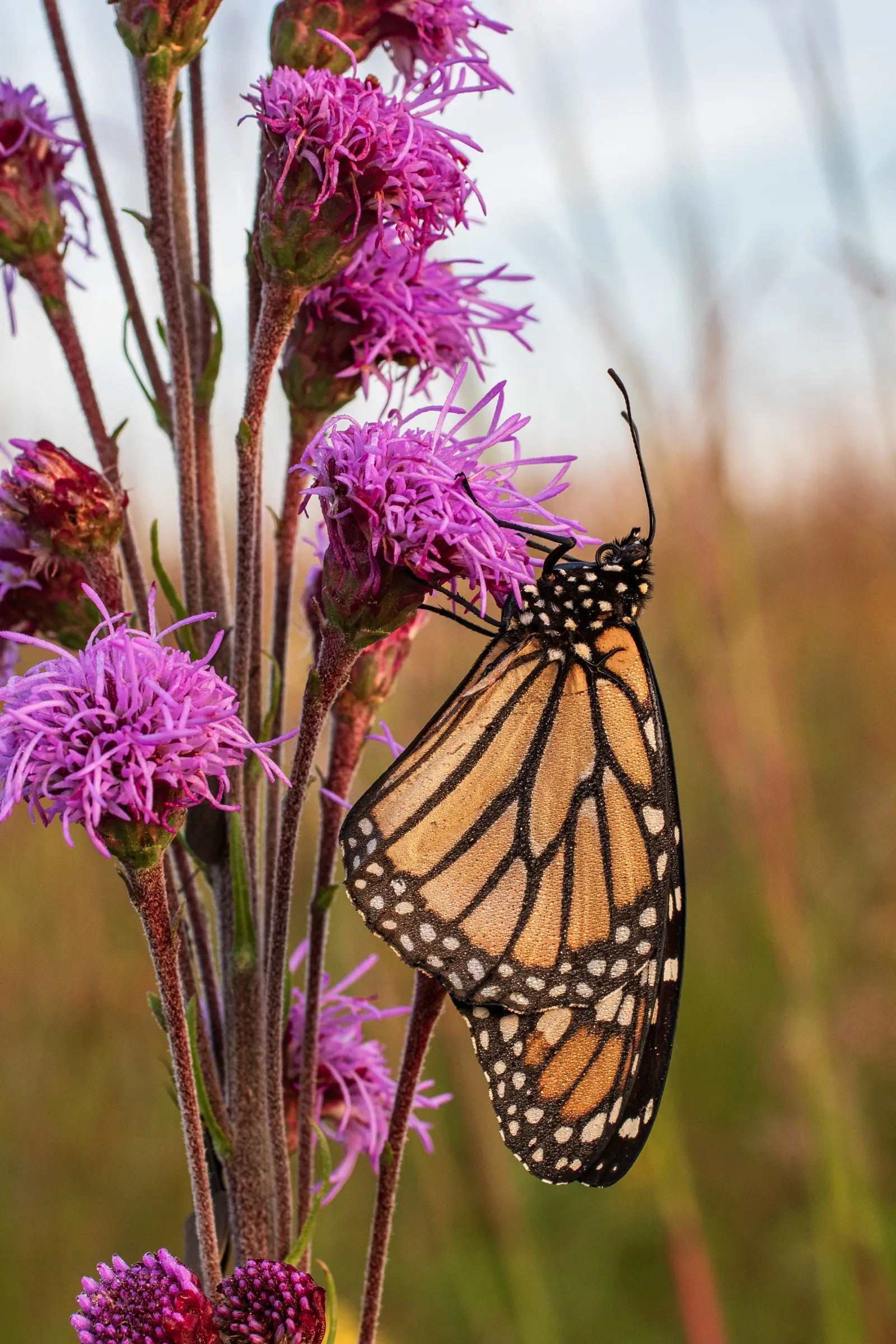 Meadow Blazingstar (Liatris Ligulistylis) — Ensure to inform your client of this plant's allure and its essential role in supporting local ecology
