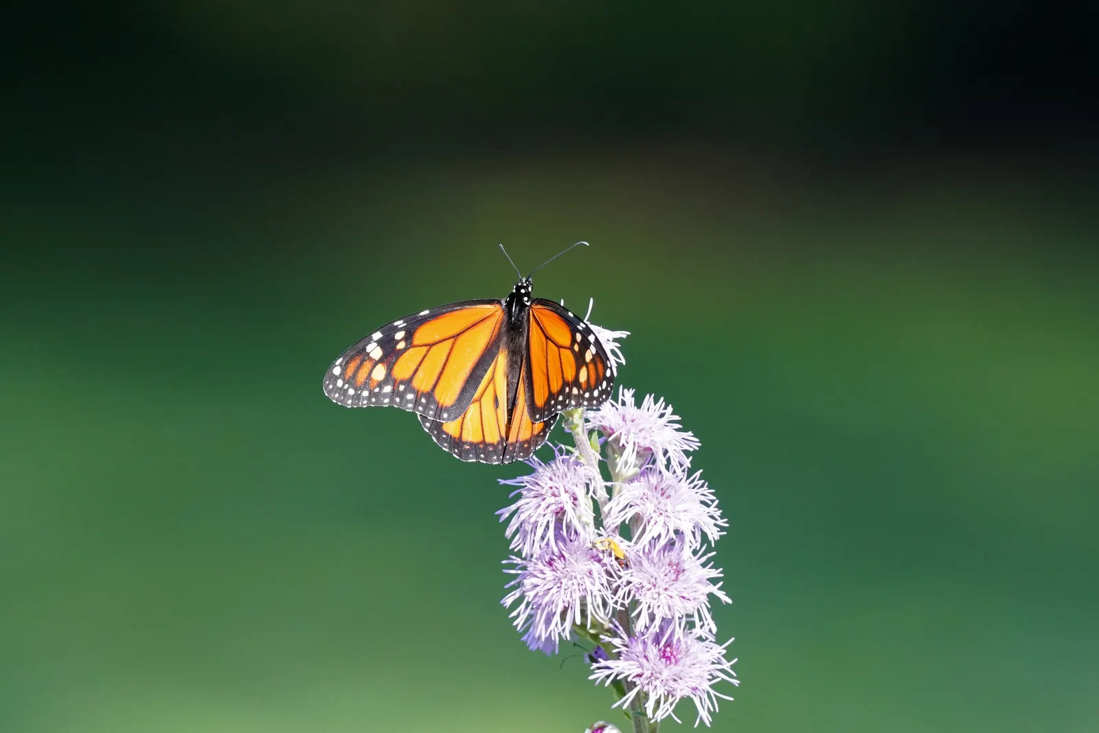 Meadow Blazingstar (Liatris Ligulistylis) — A North American native, it thrives in USDA hardiness zones 3-8, showcasing its resilience and adaptability