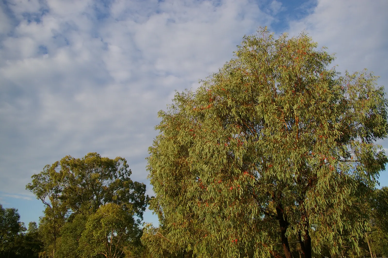 Rosea Eucalyptus (Eucalyptus Leucoxylon 'Rosea') — with a canopy spread of approximately 15 feet