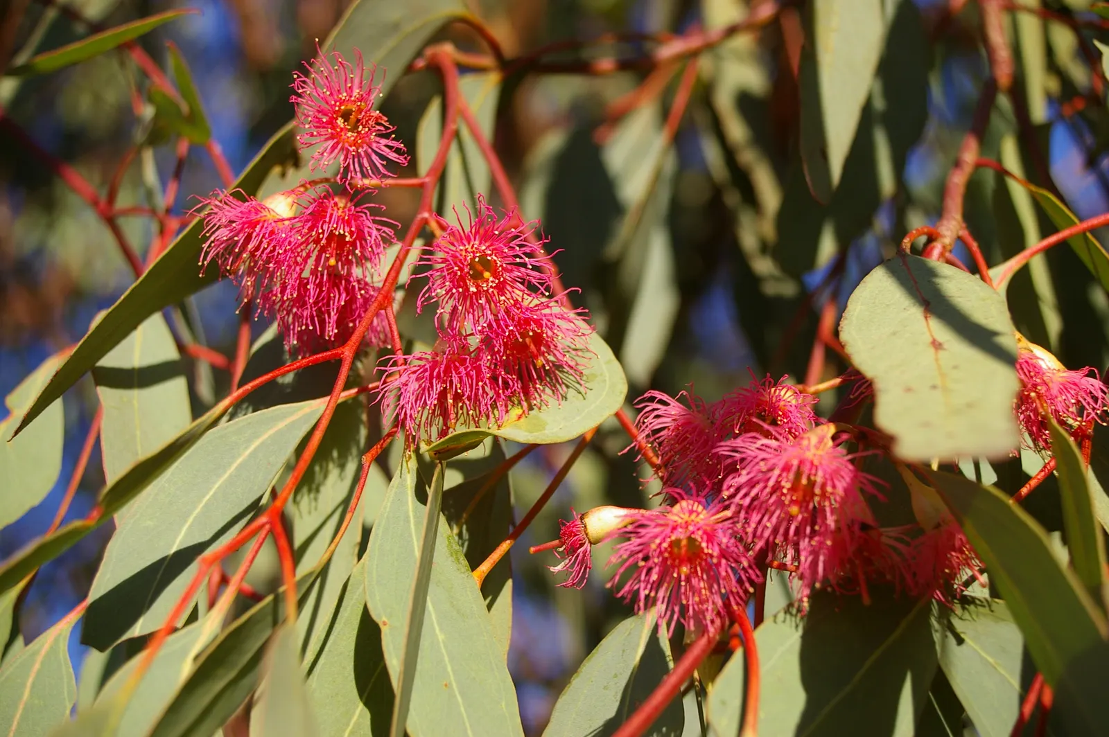 Rosea Eucalyptus (Eucalyptus Leucoxylon 'Rosea') — commonly known as the Pink-flowered Yellow Gum or Rosea Eucalyptus